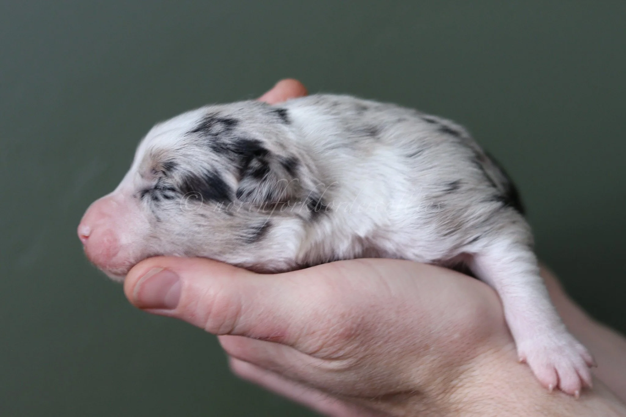 Ornn - blue merle tri male - 1 week old