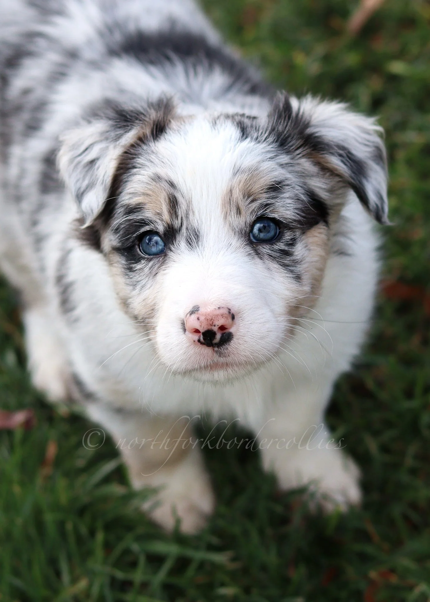 Ornn - blue merle tri male - 6 weeks old