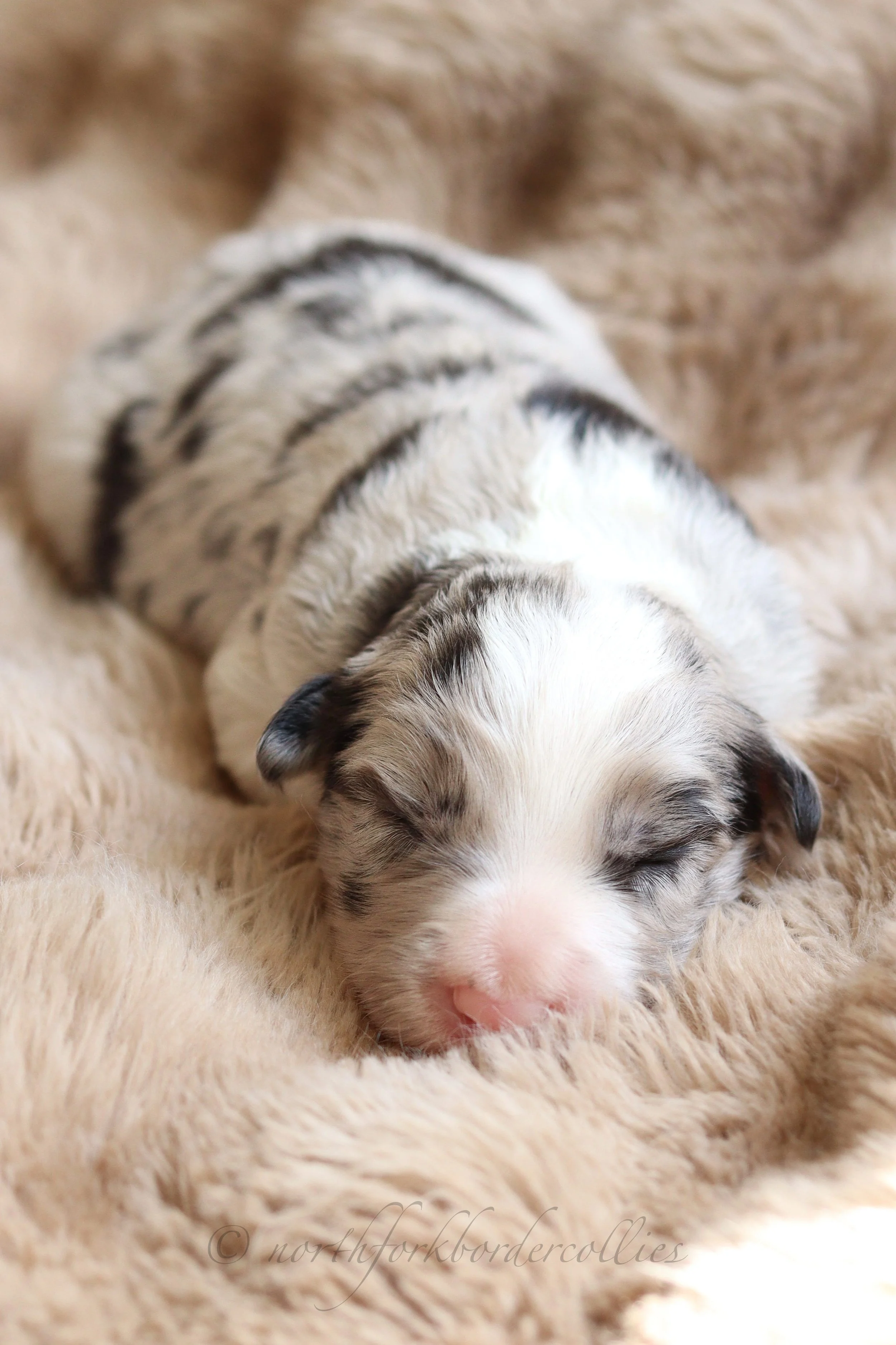Saber - male - 1 week old
