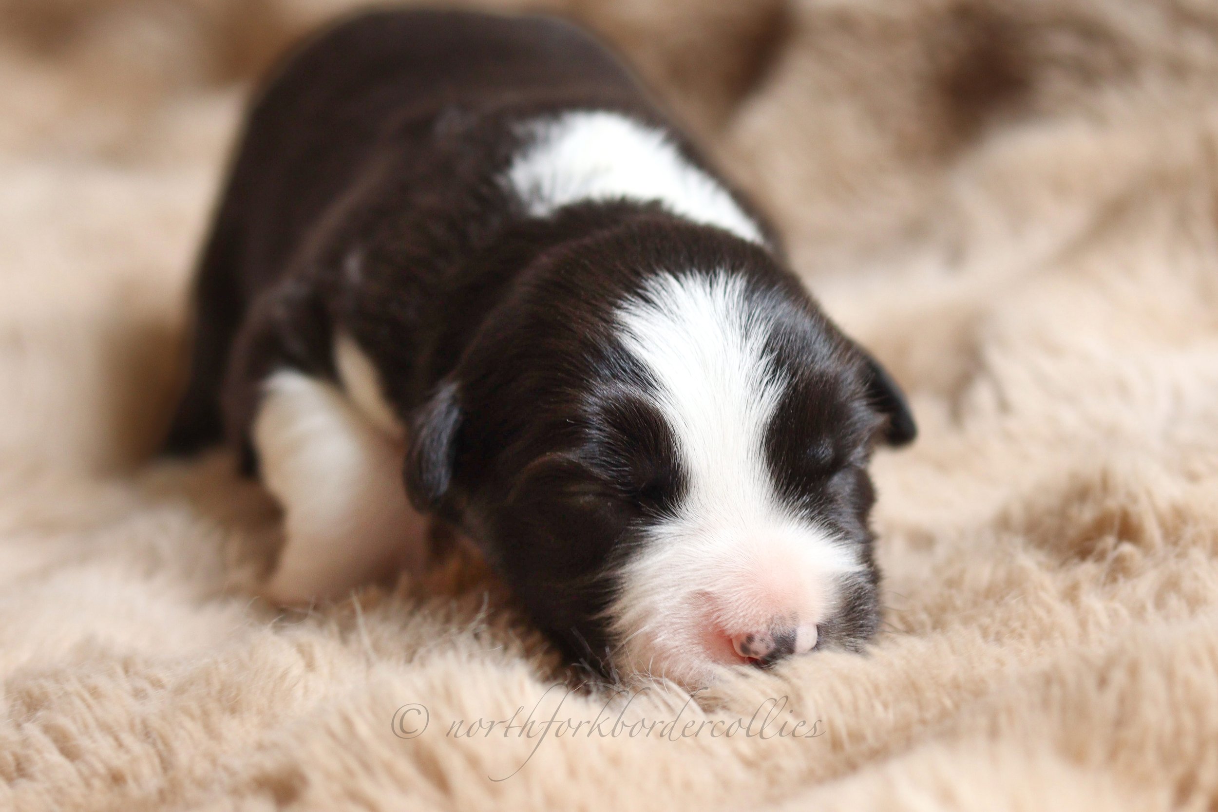 Sith - female - 1 week old