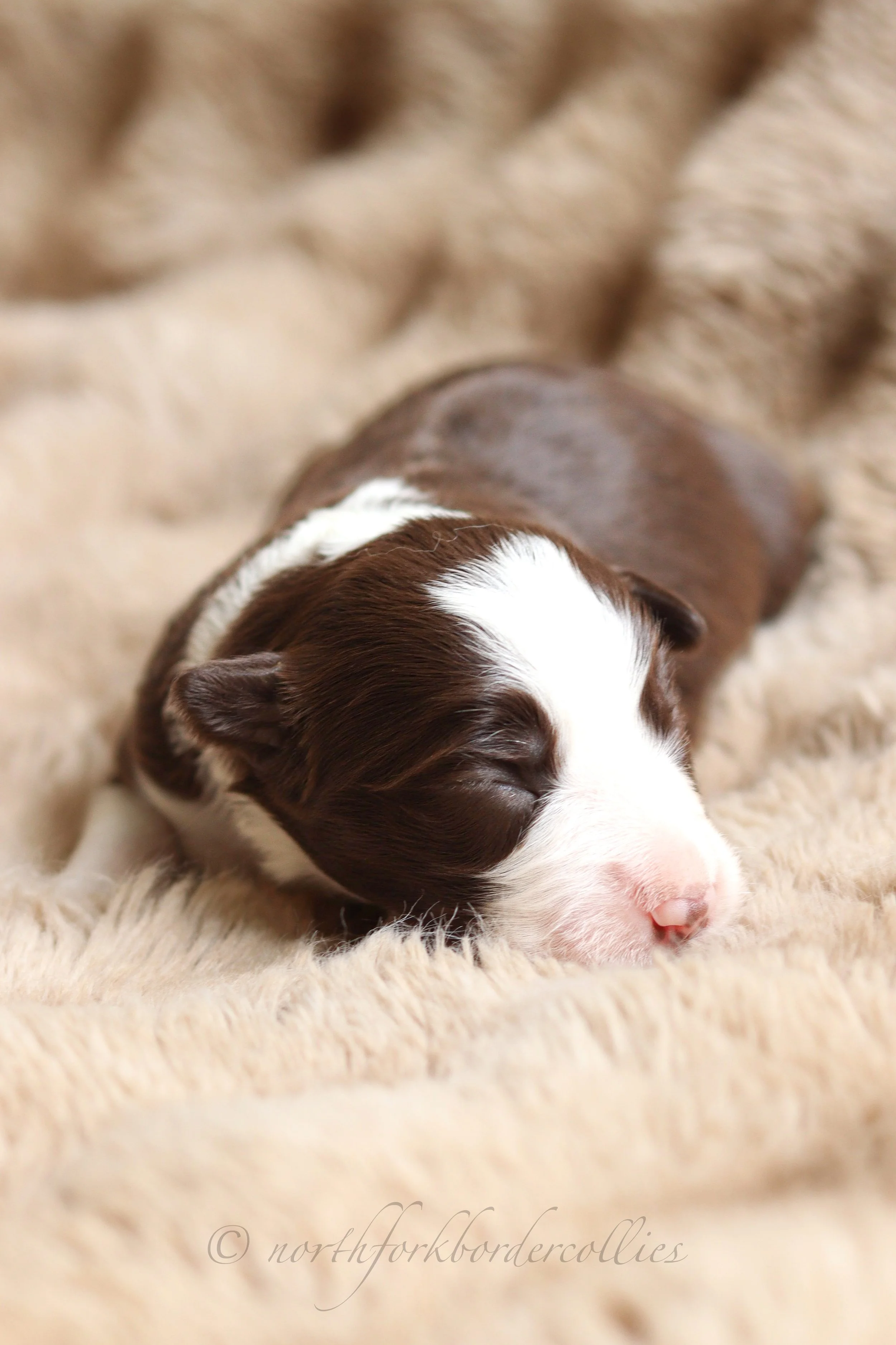 Jedi - female - 1 week old
