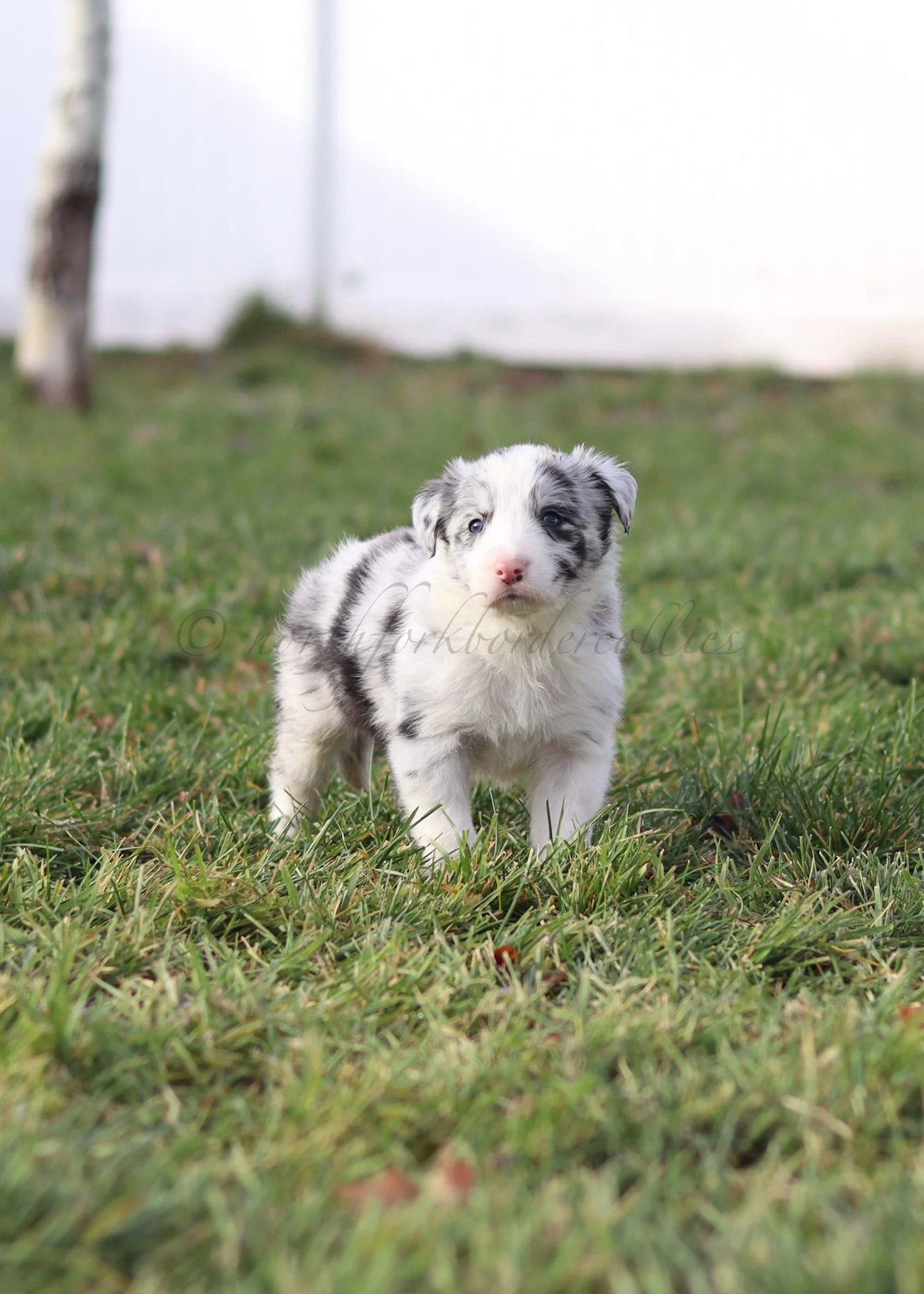 Thresh - blue merle male - 5 weeks old