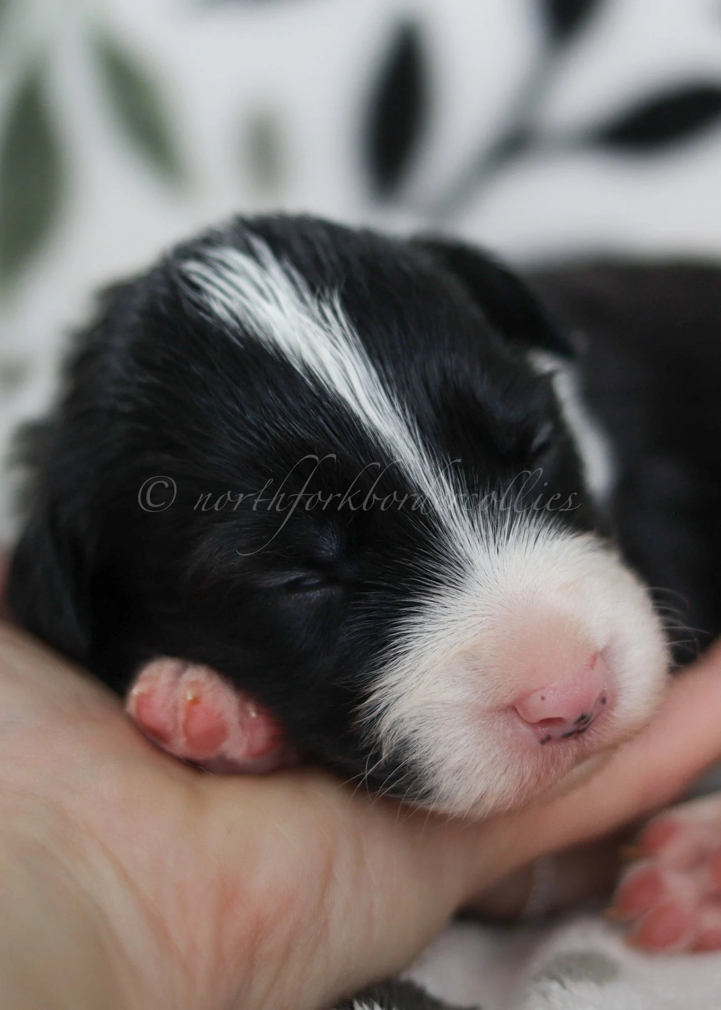 Ashe - black and white female - 2 weeks old