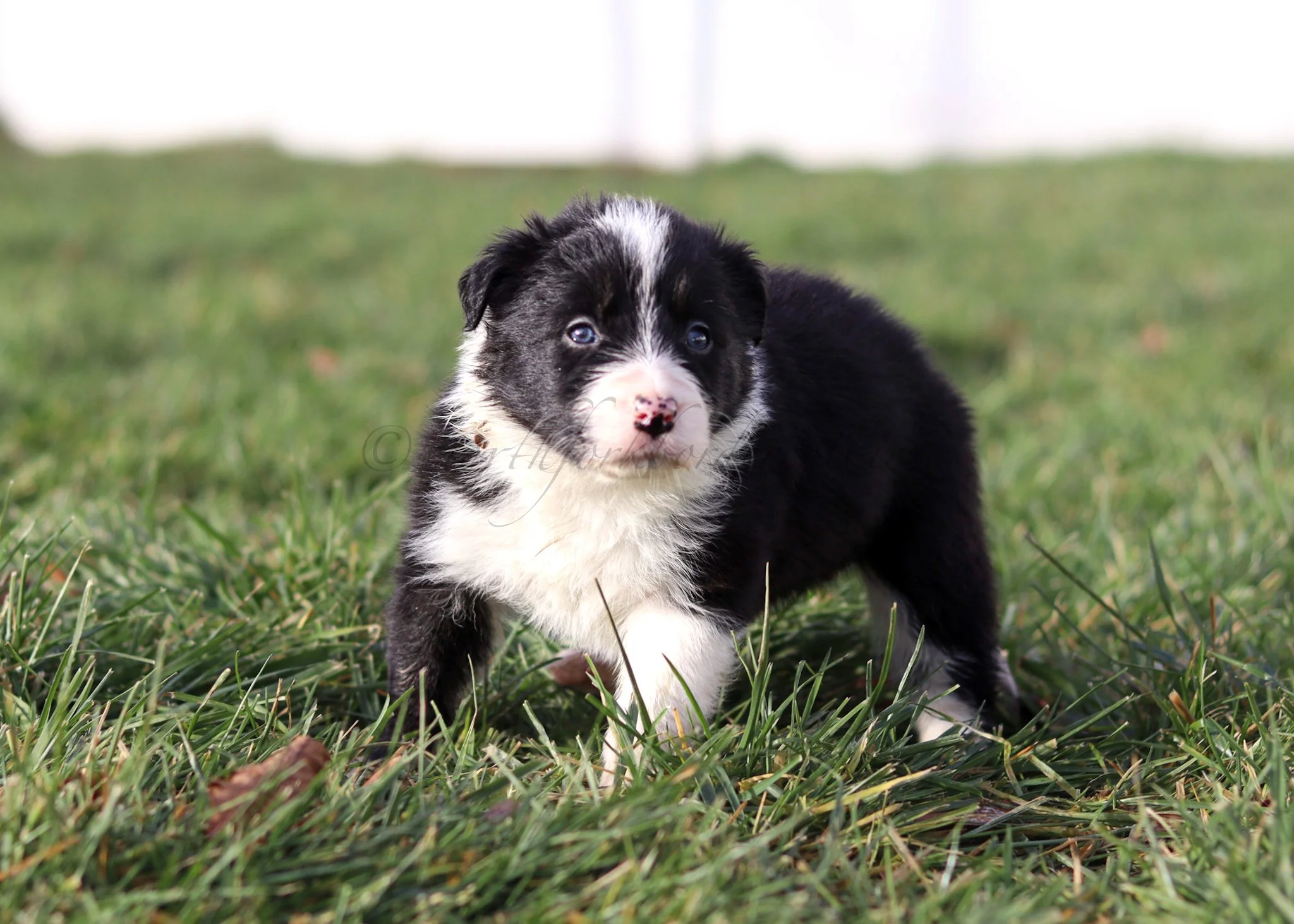 Ashe - black and white female - 5 weeks old