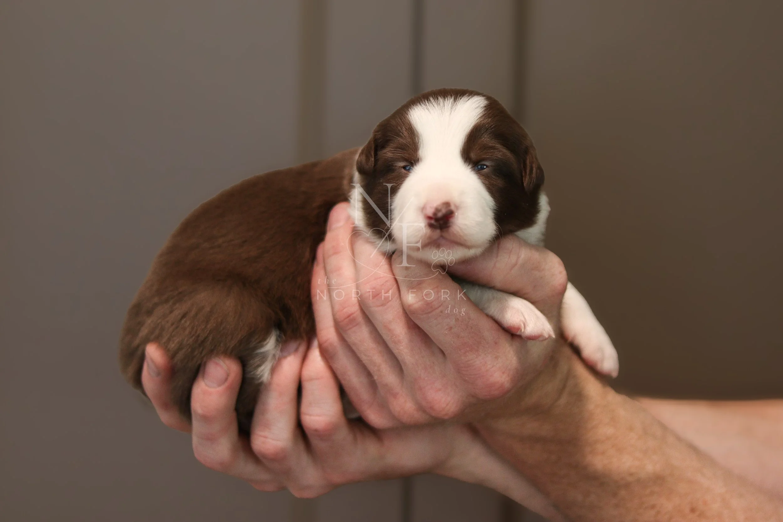 Two weeks old