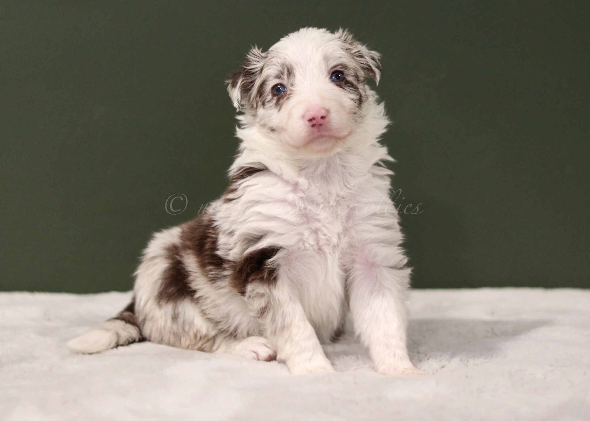 Poppy - red merle female - 4 weeks old
