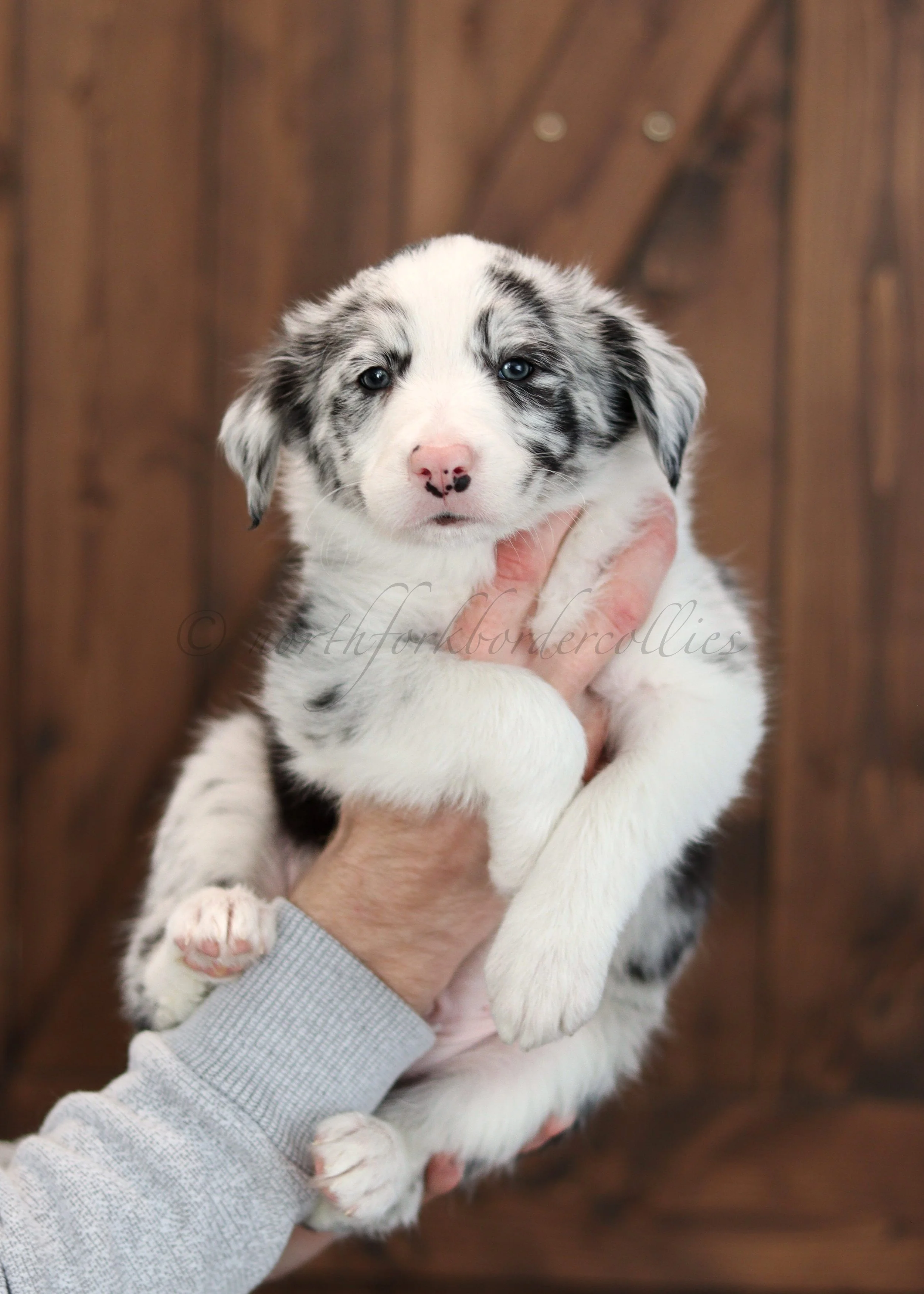 Thresh - blue merle male - 7 weeks old