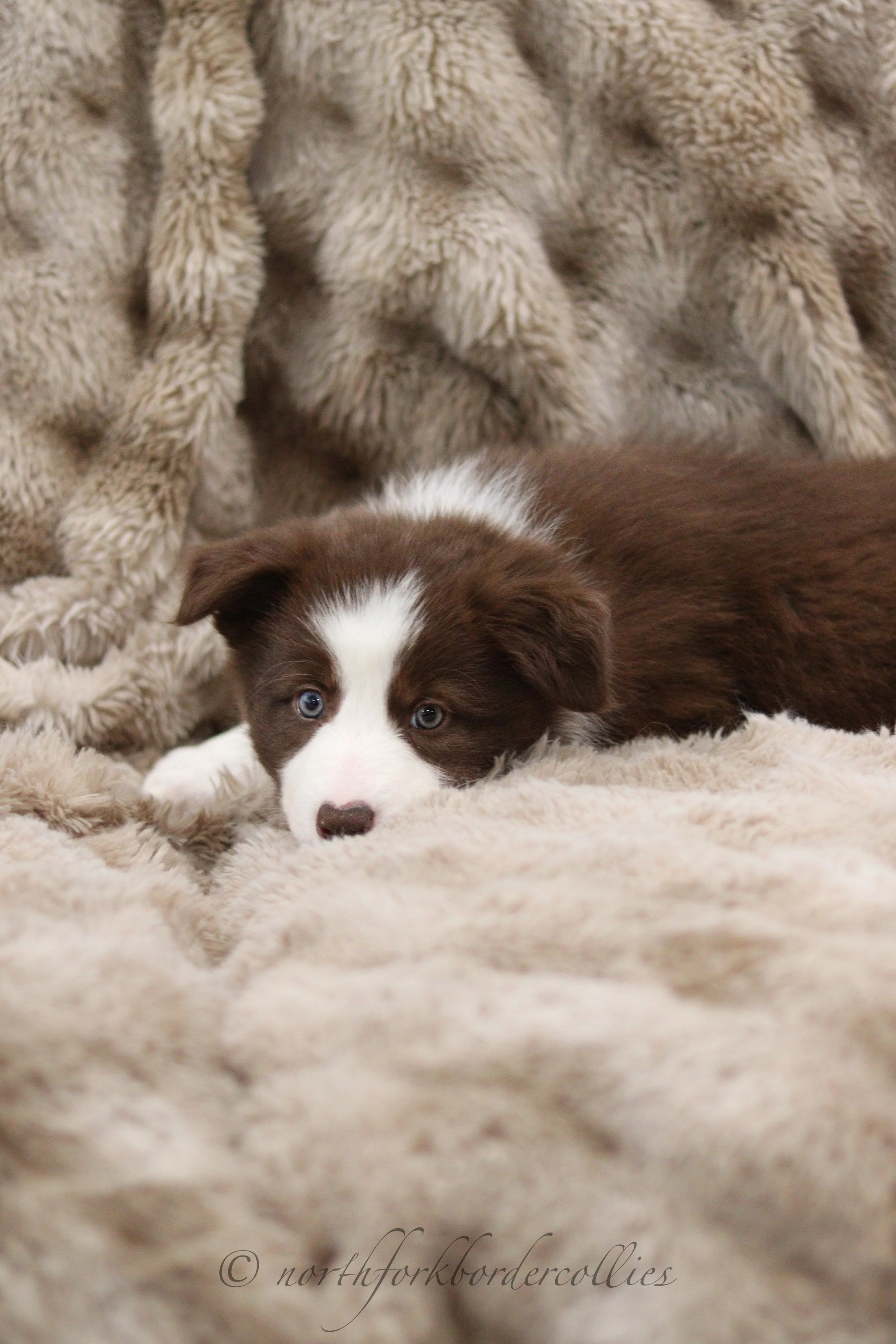 7 weeks old