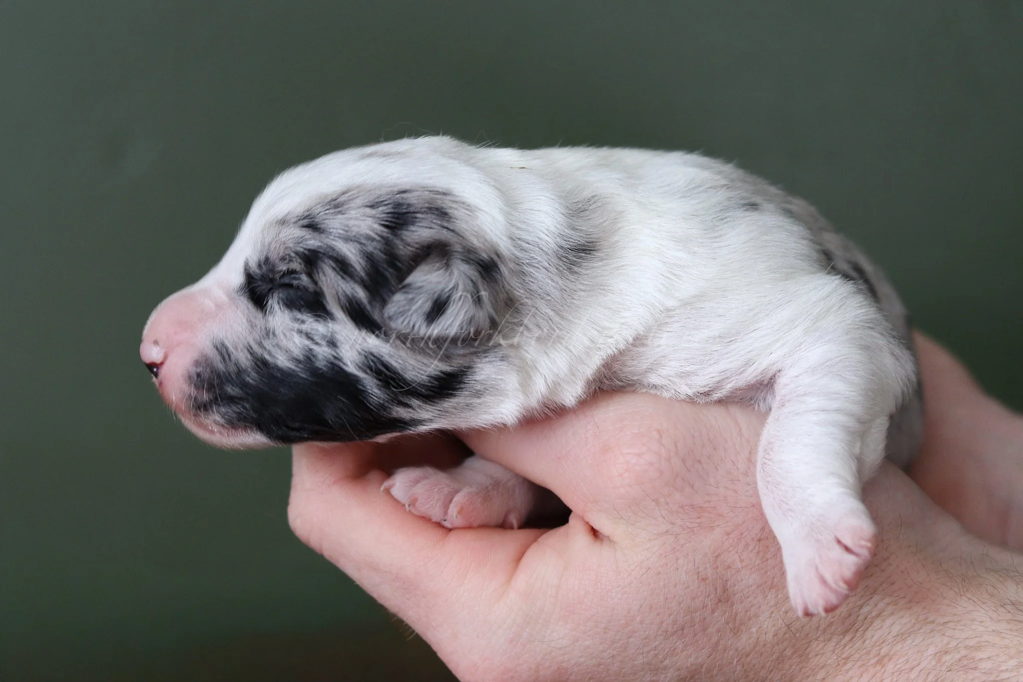 Ryze - blue merle male - 1 week old