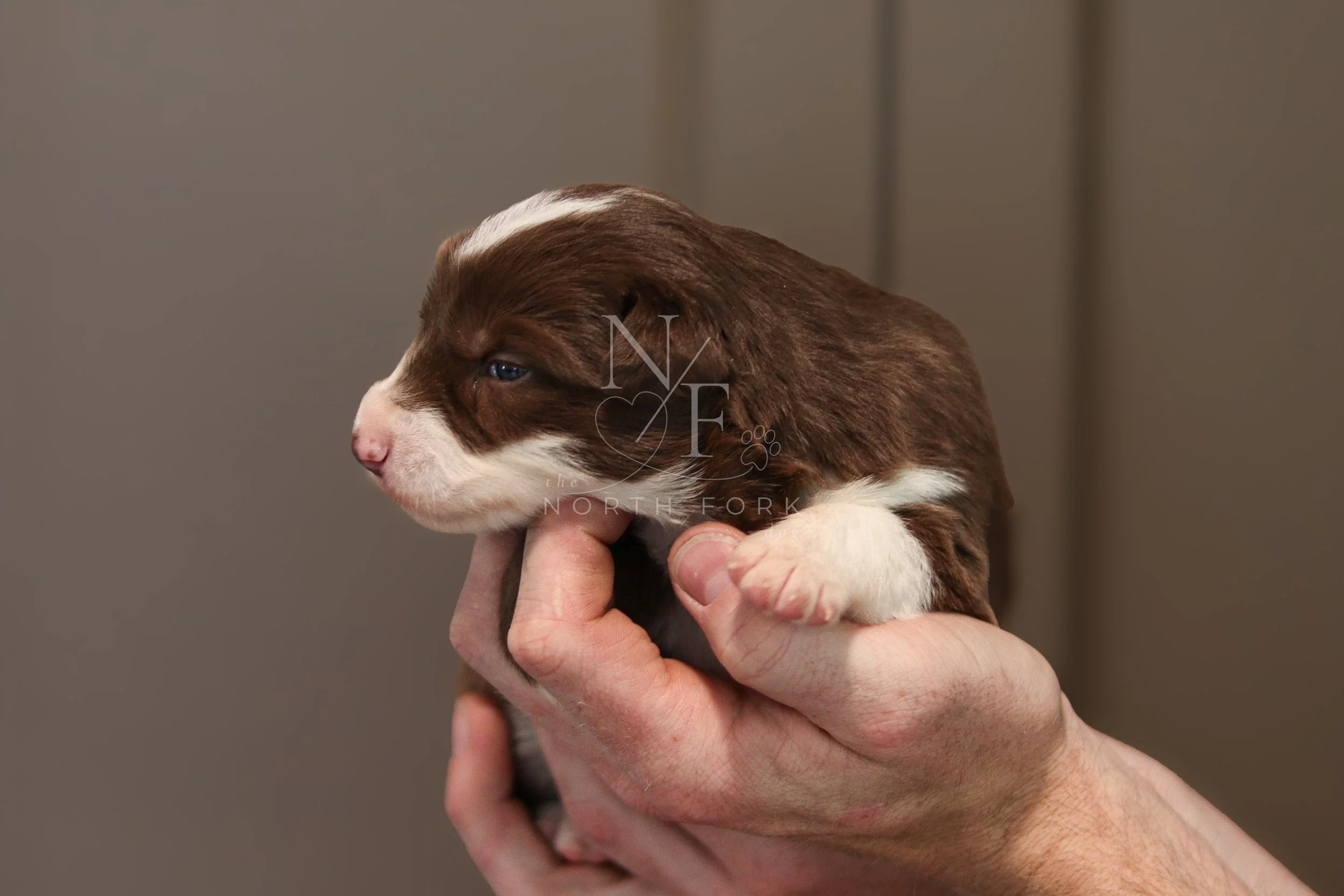 Two weeks old