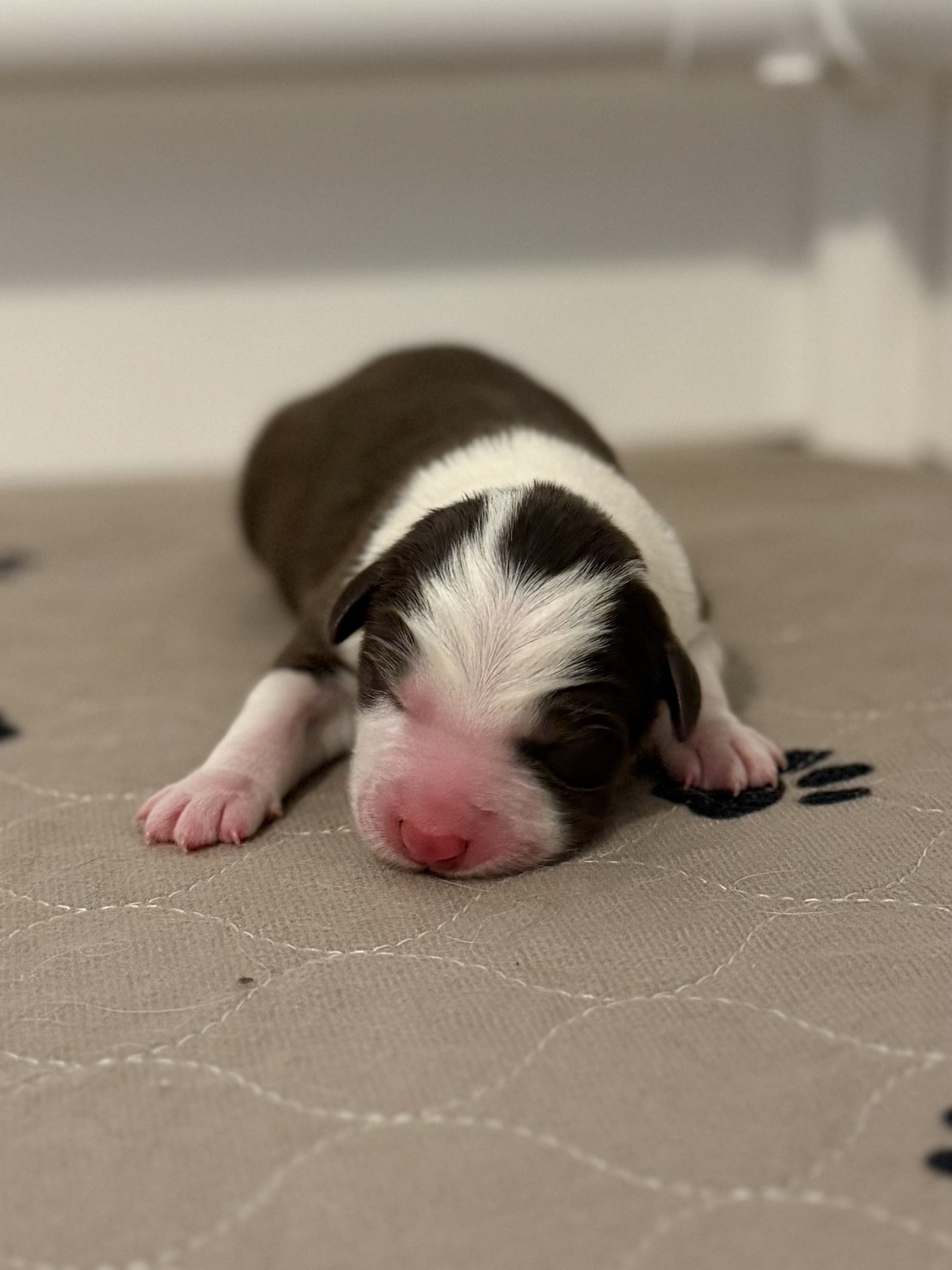 Echo - red tri male - one day old