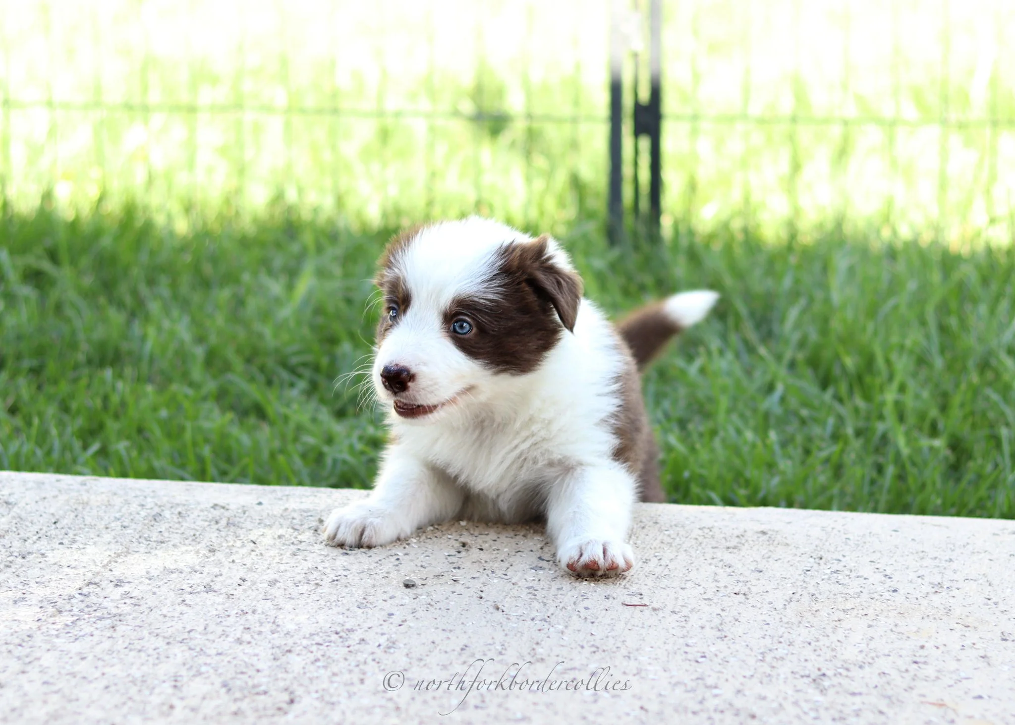 5 weeks old