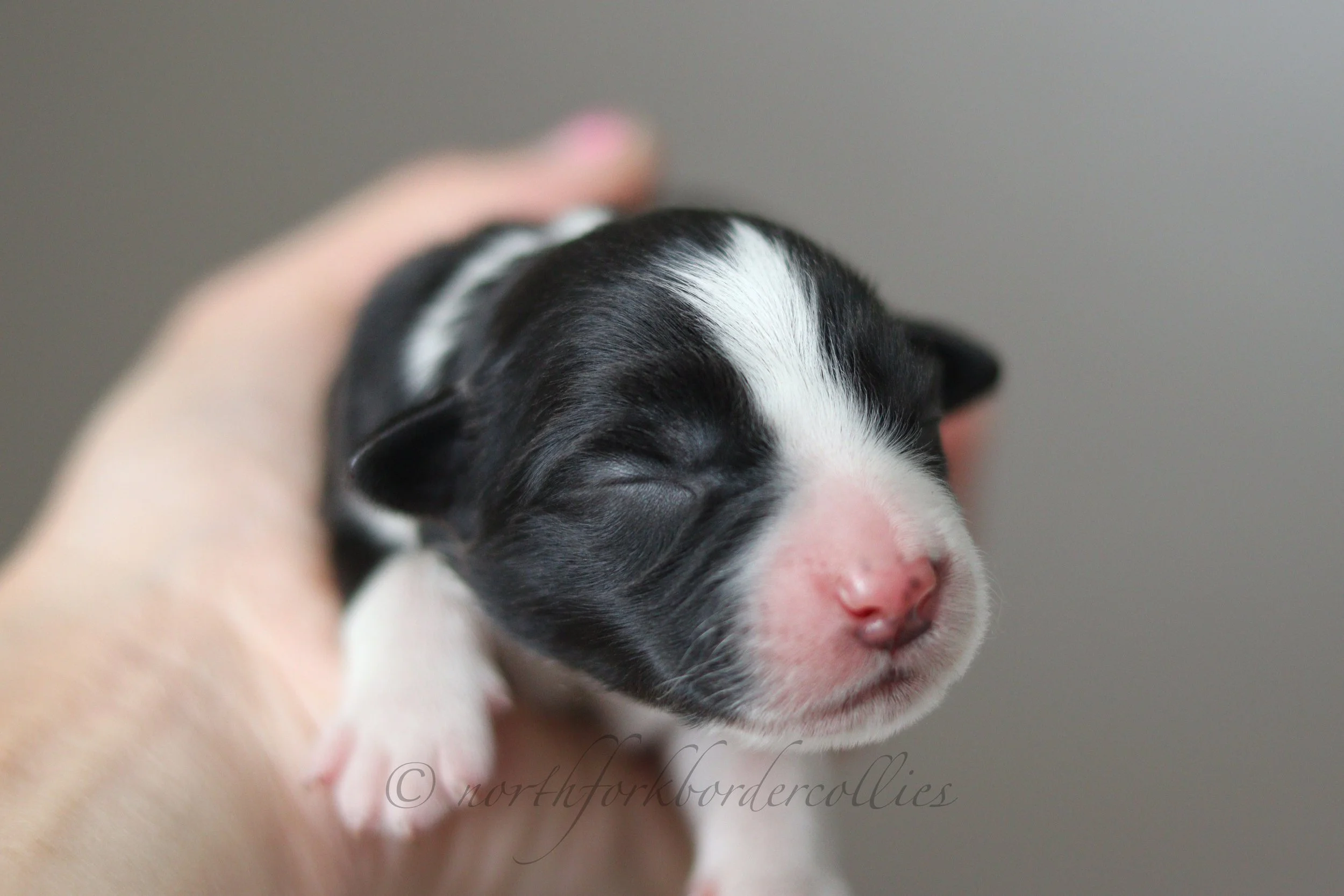 Rebel - female - 1 day old