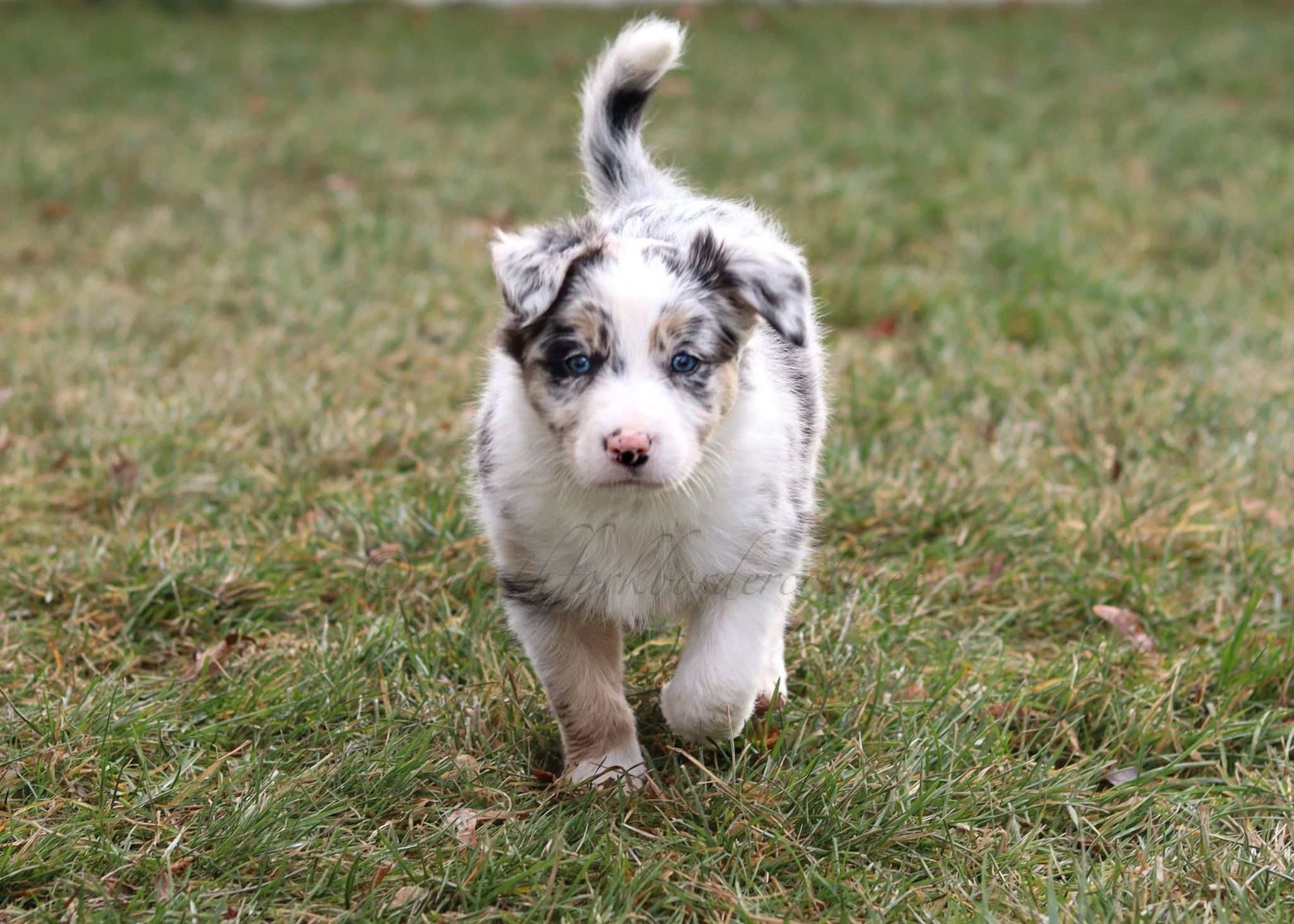 Ornn - blue merle tri male - 6 weeks old