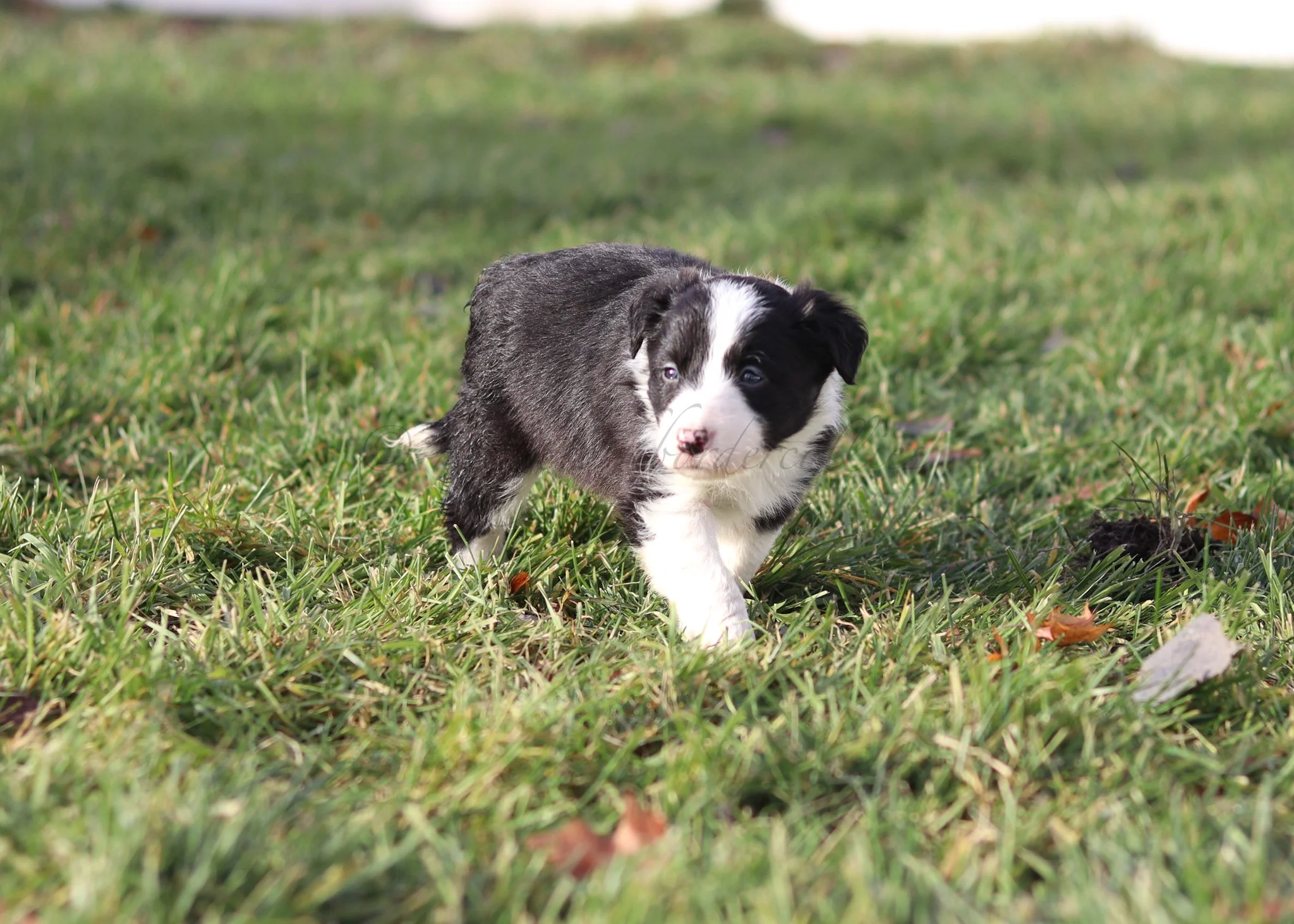 Jinx - black and white female - 5 weeks old