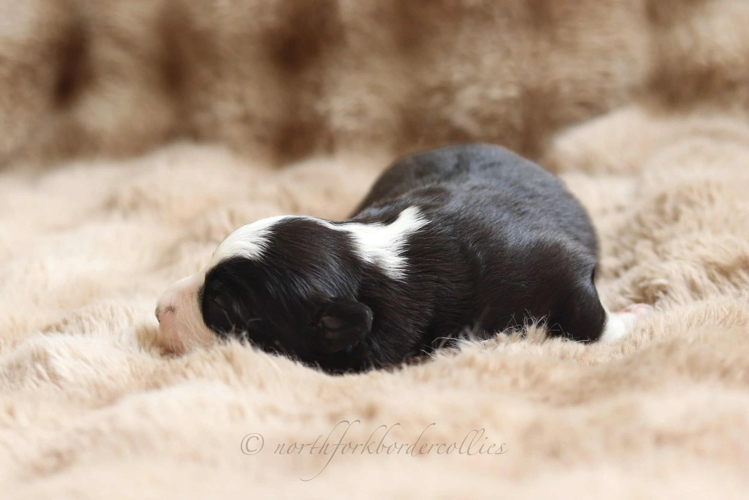 Force - female - 1 week old