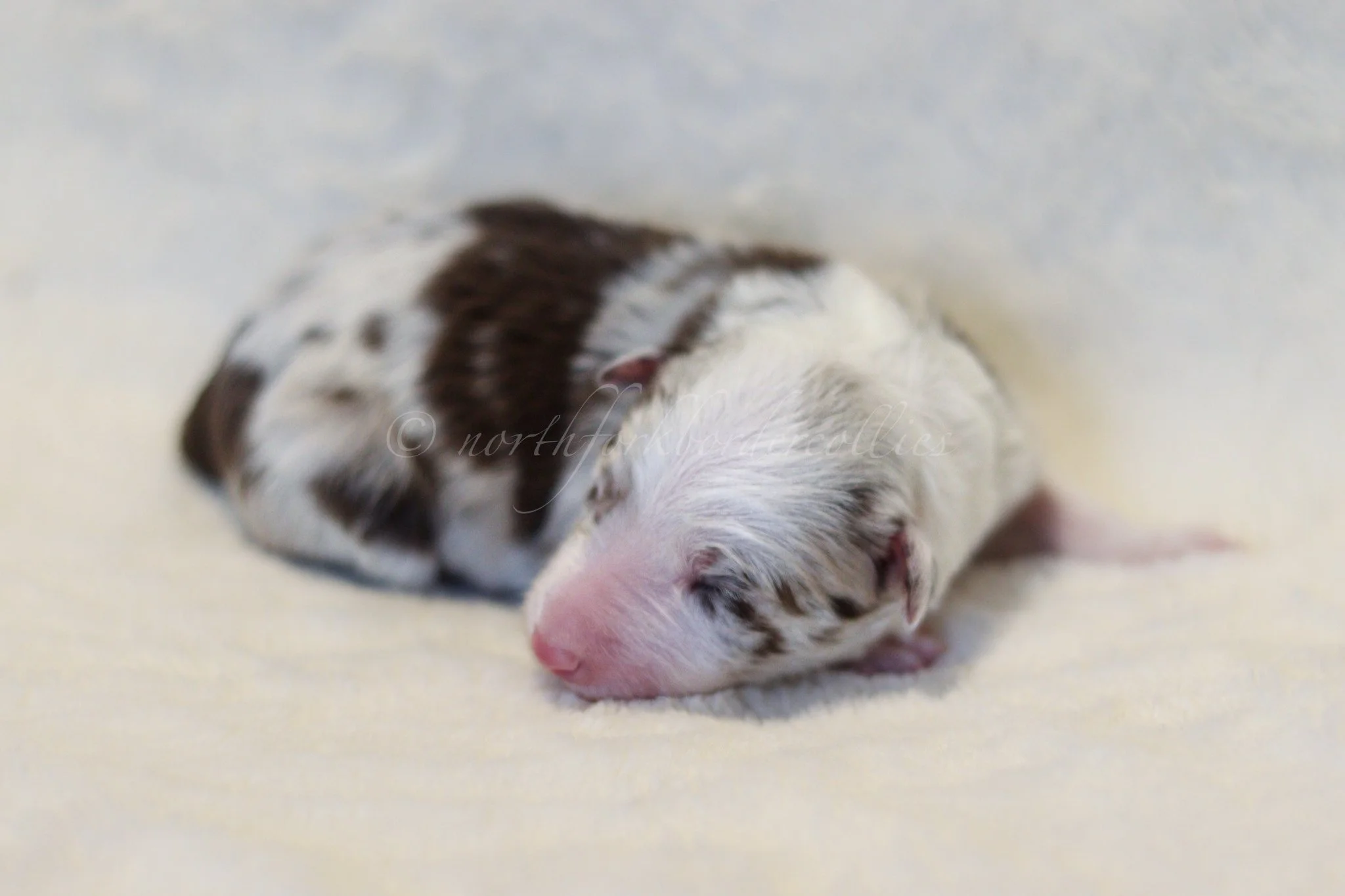 Poppy - red merle female - 3 days old