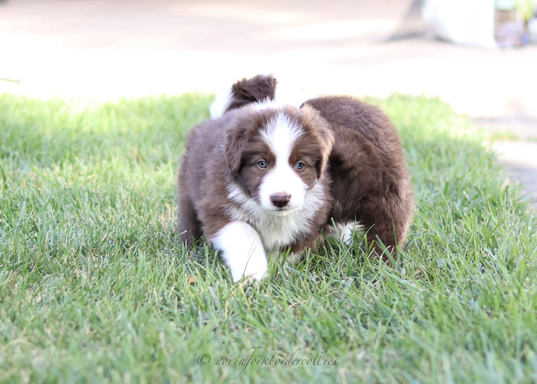 6 weeks old
