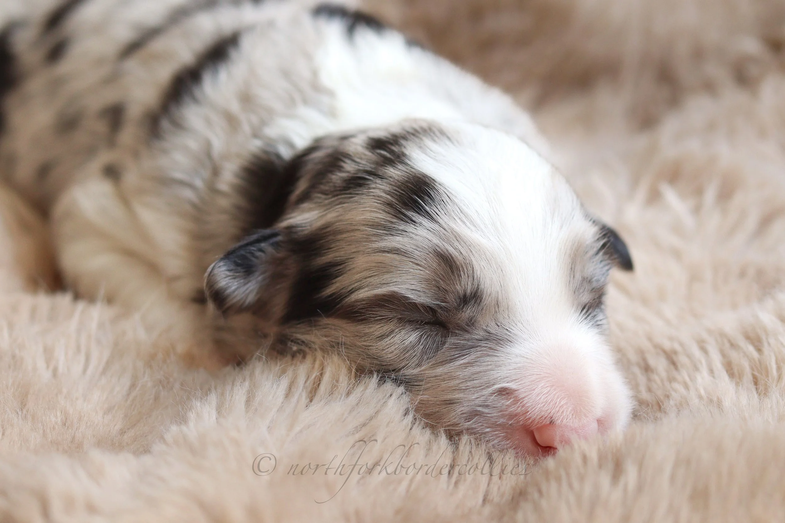 Saber - male - 1 week old