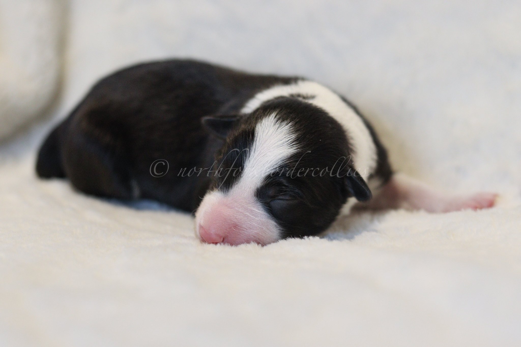 Jinx - black and white female - 3 days old