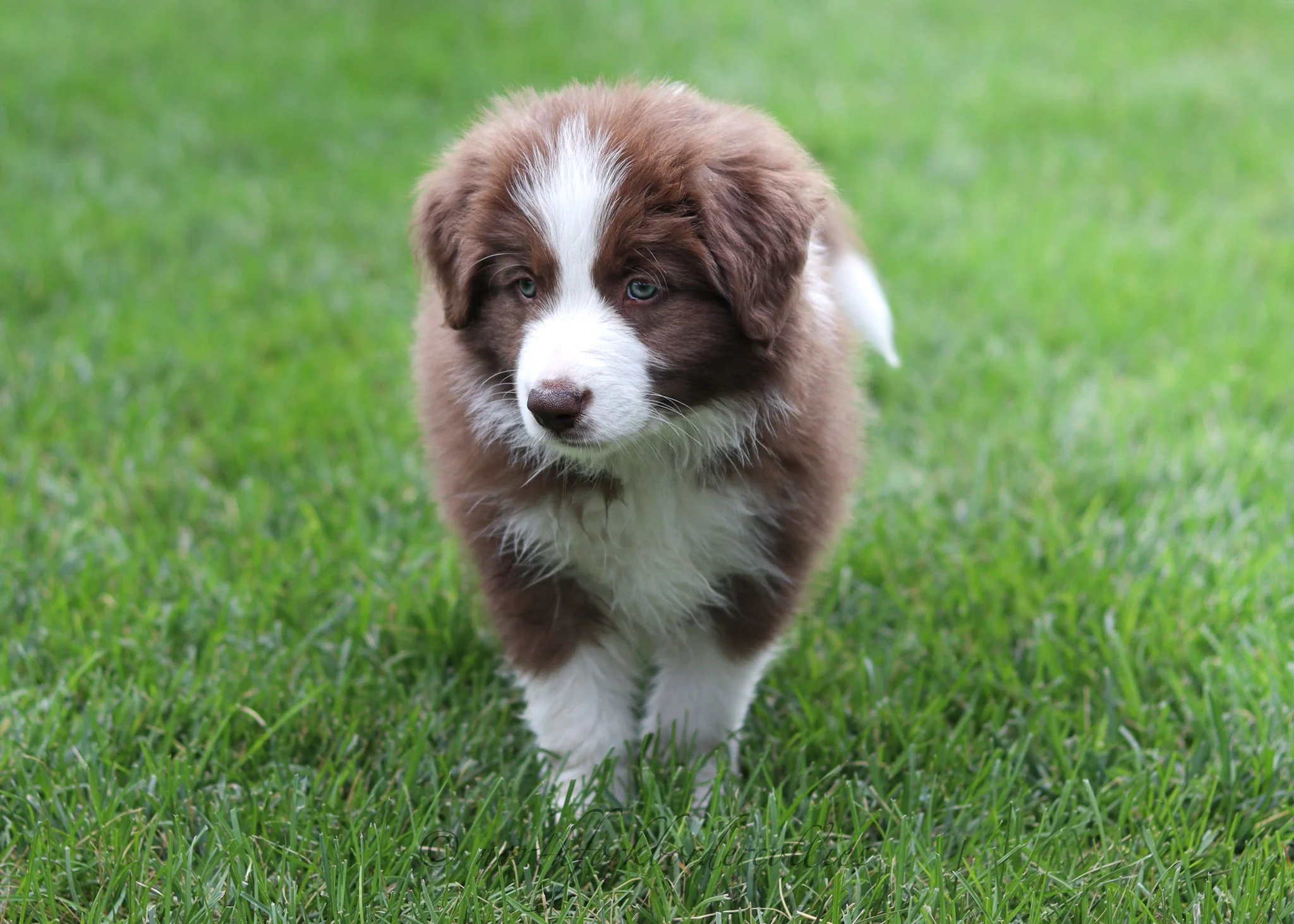7 weeks old