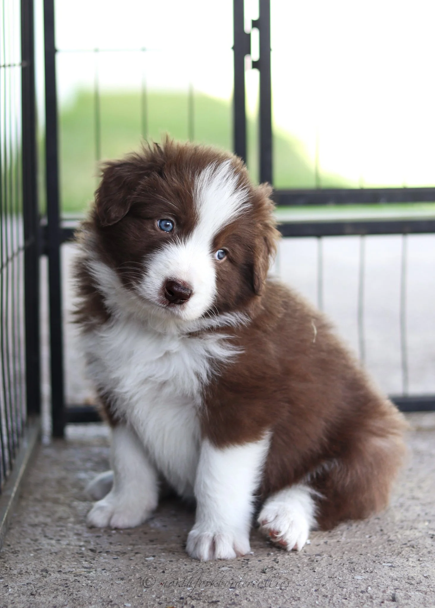 5 weeks old
