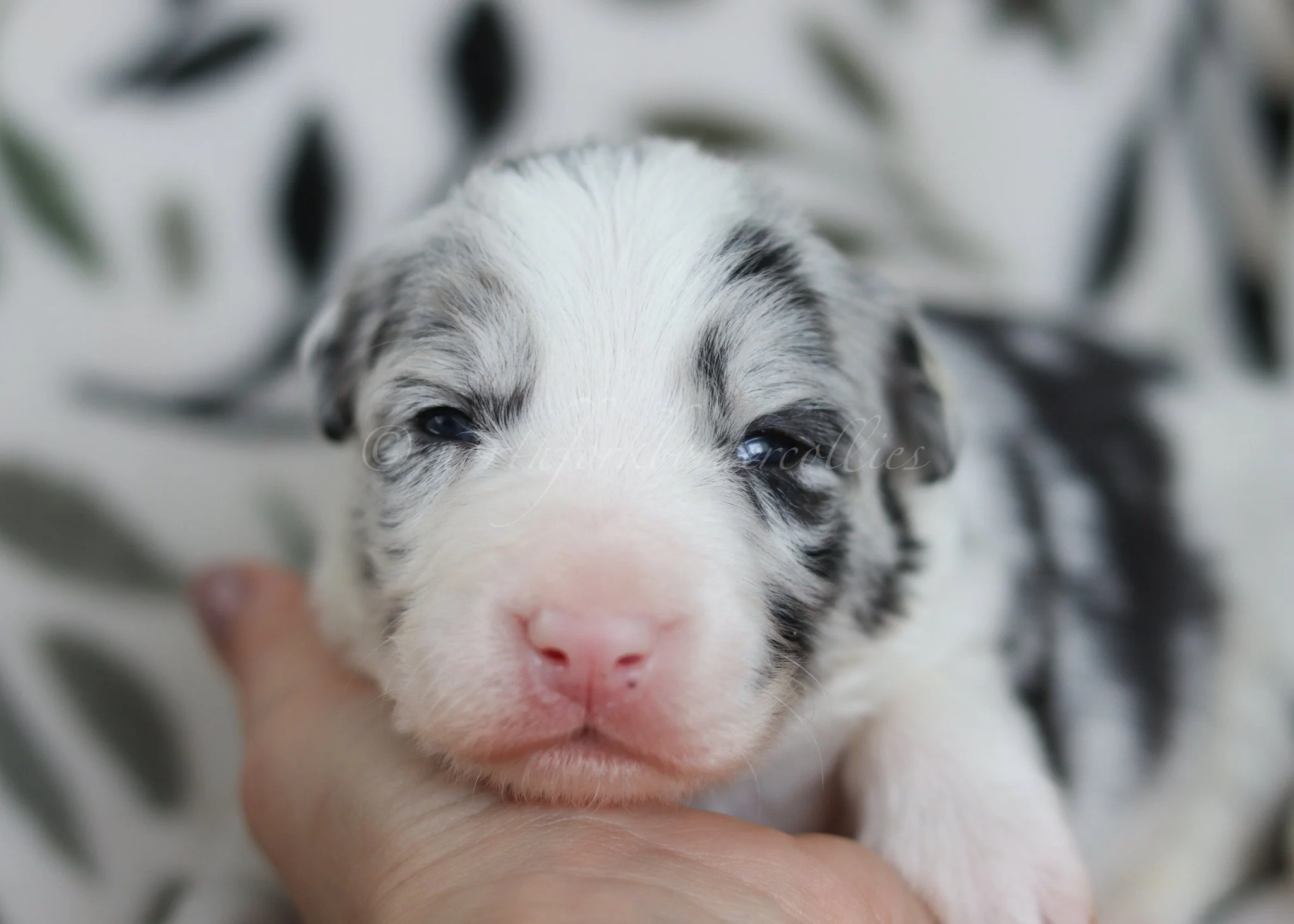Thresh - blue merle male - 2 weeks old