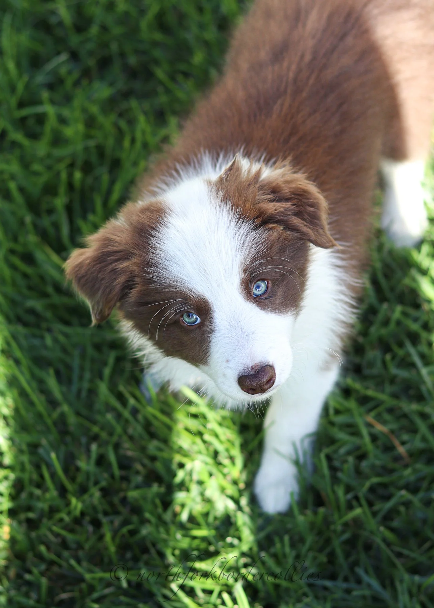 8 weeks old
