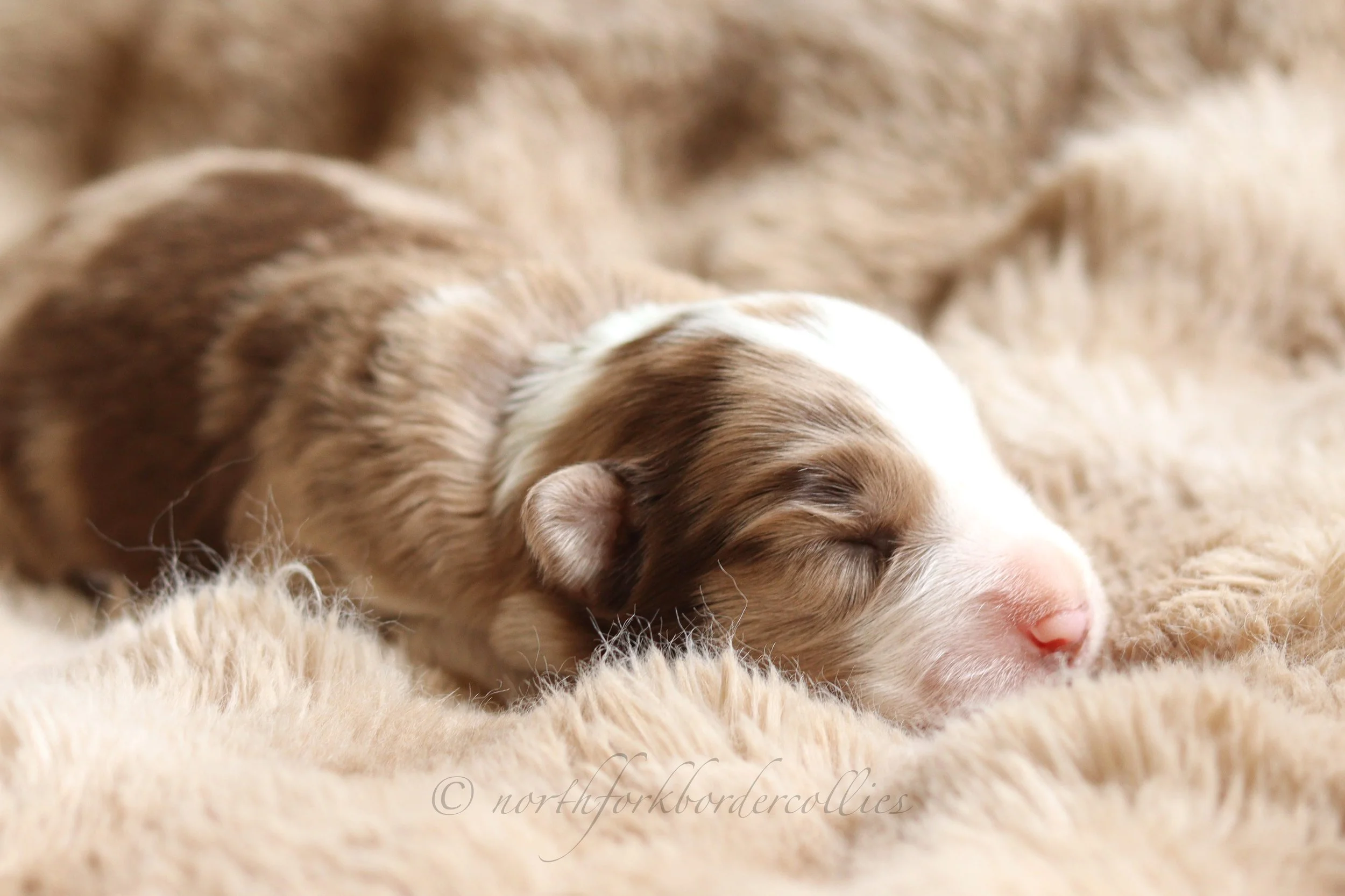 Falcon - male - 1 week old