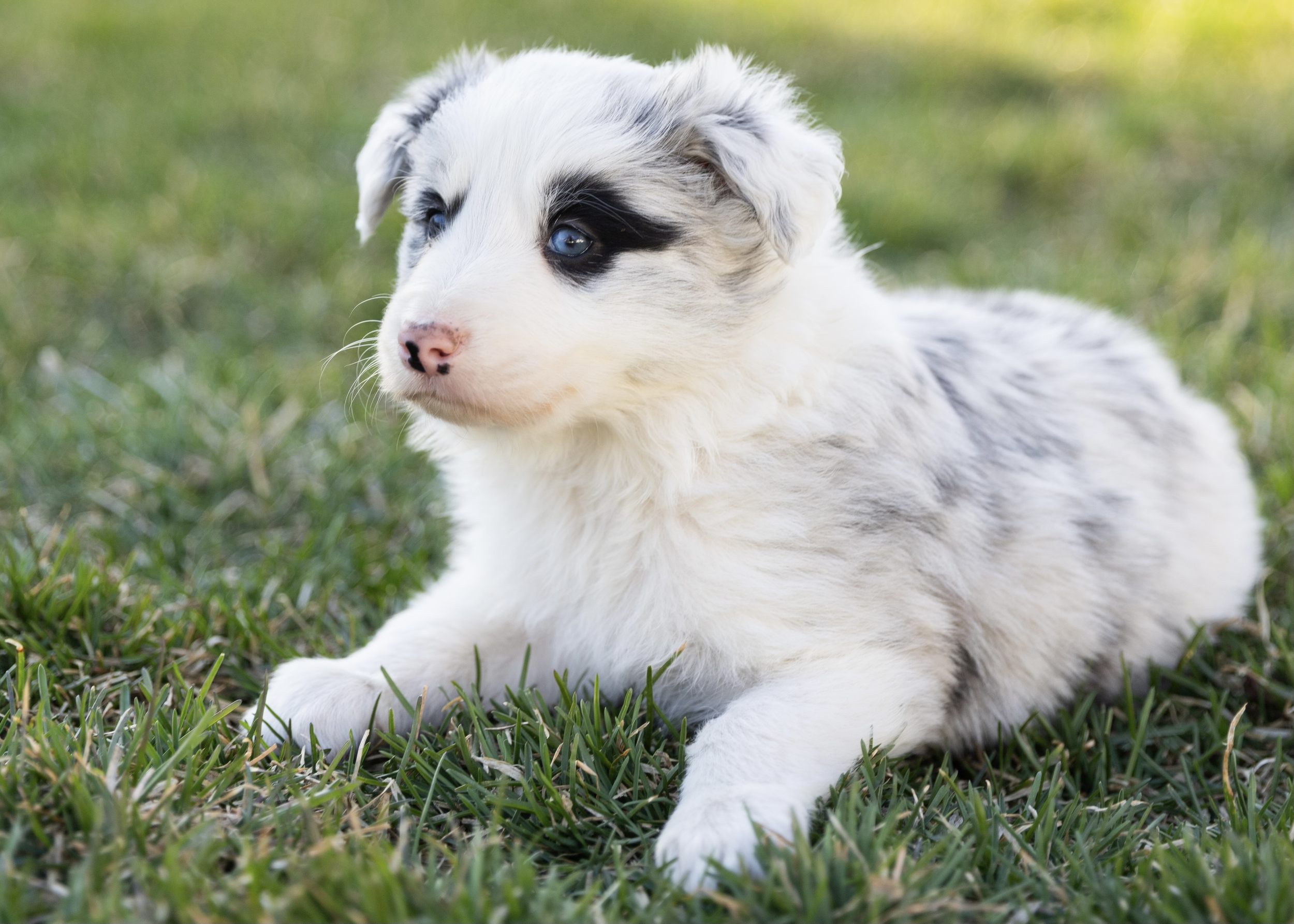Poet - 6 weeks old