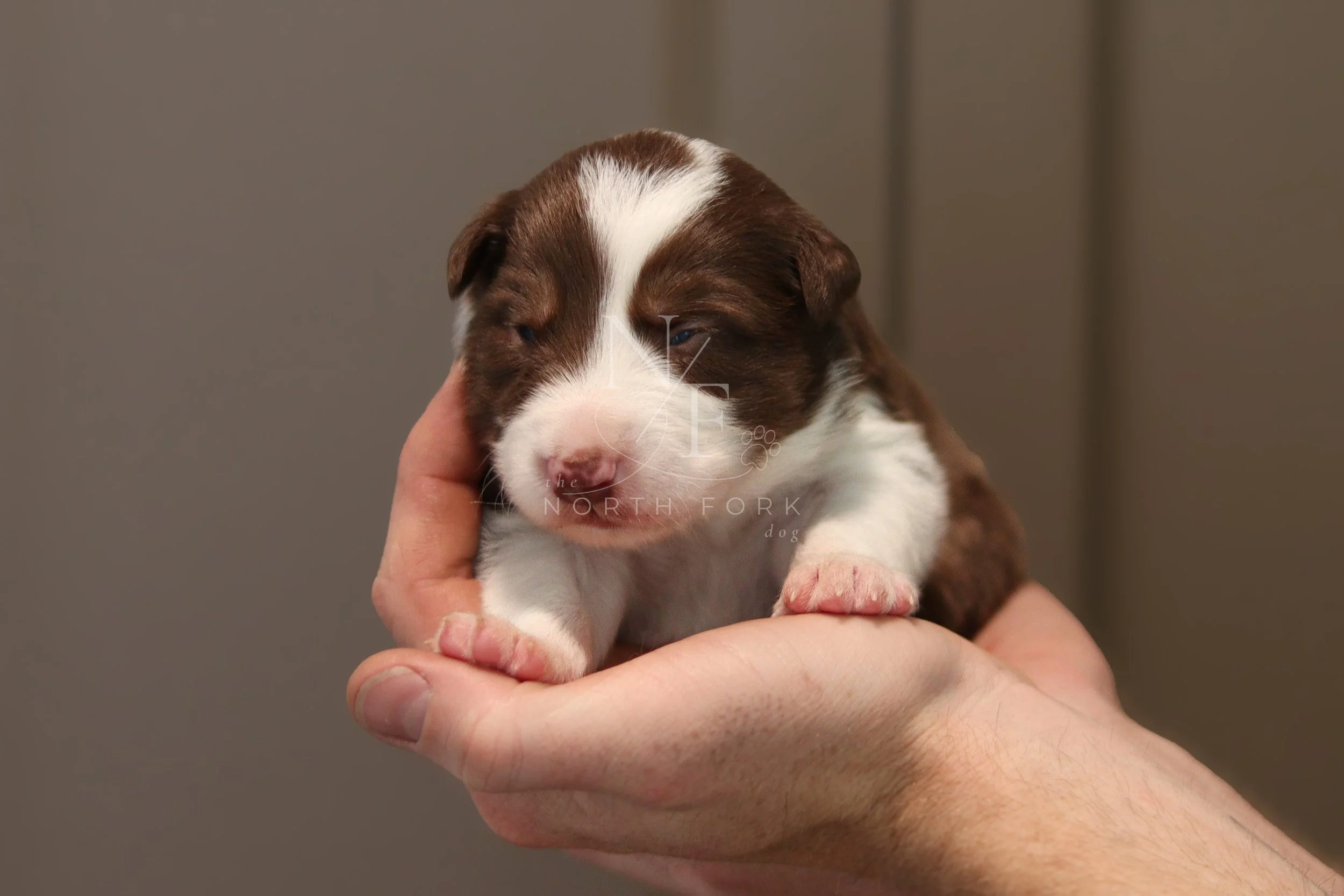 Two weeks old
