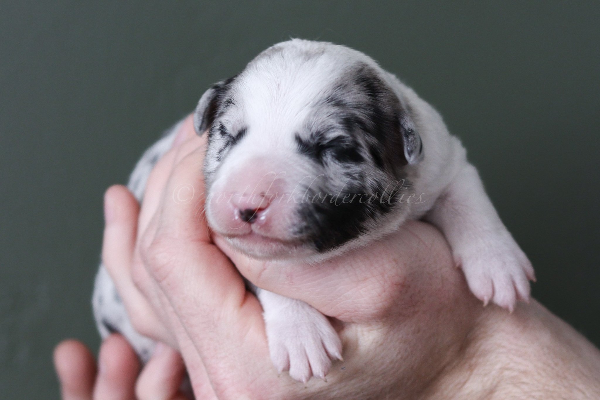 Ryze - blue merle male - 1 week old