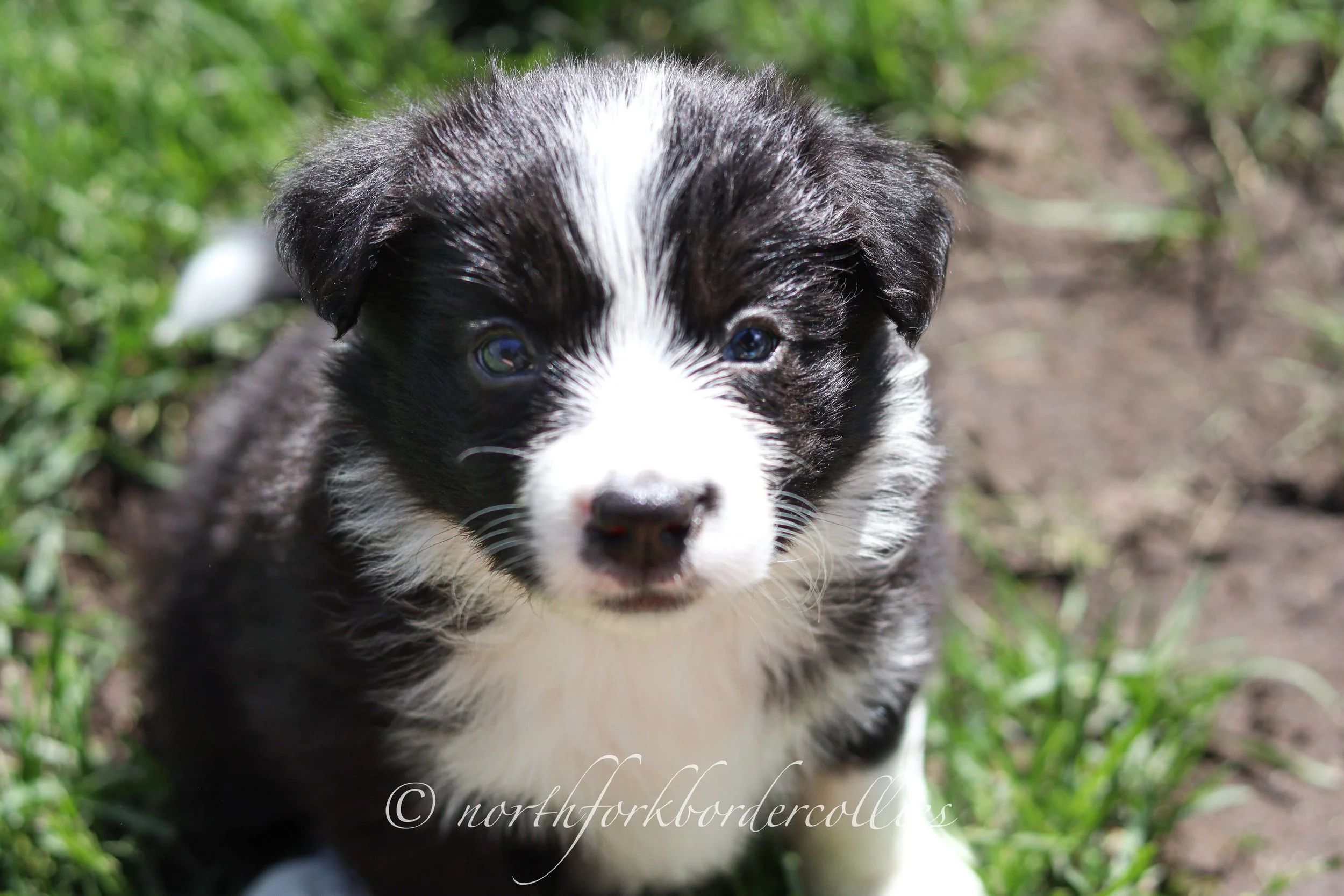 Rebel - female - 5 weeks old