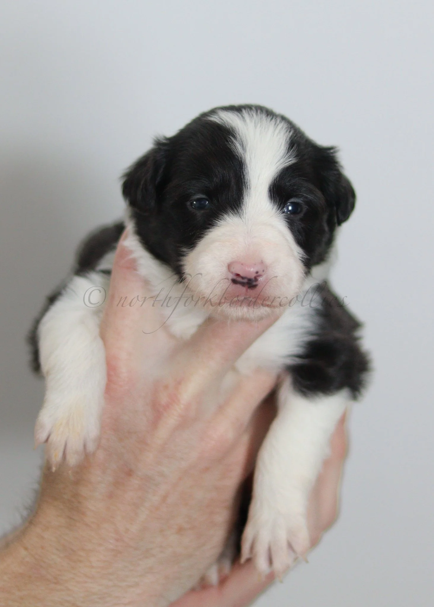 Jinx - black and white female - 3 weeks old