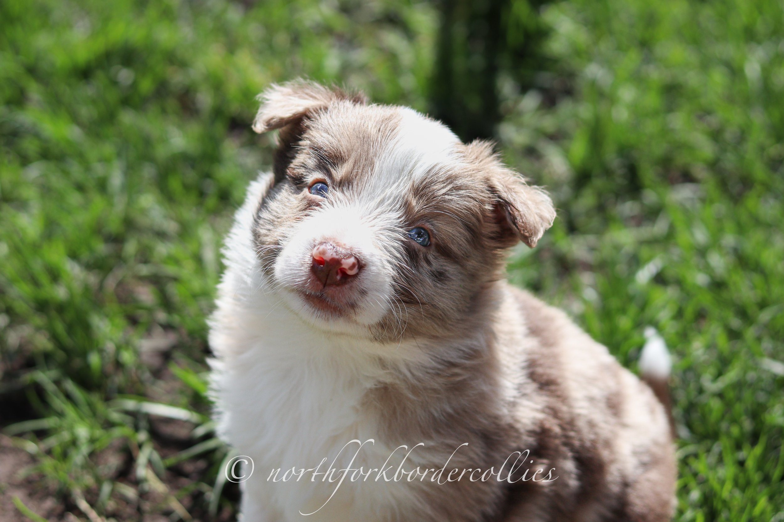 Falcon - male - 5 weeks old
