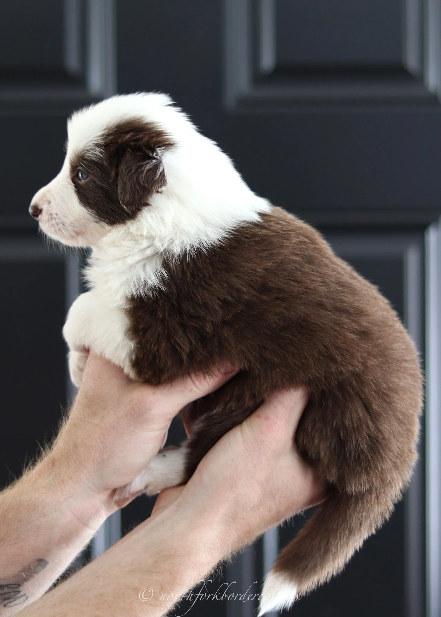 4 weeks old