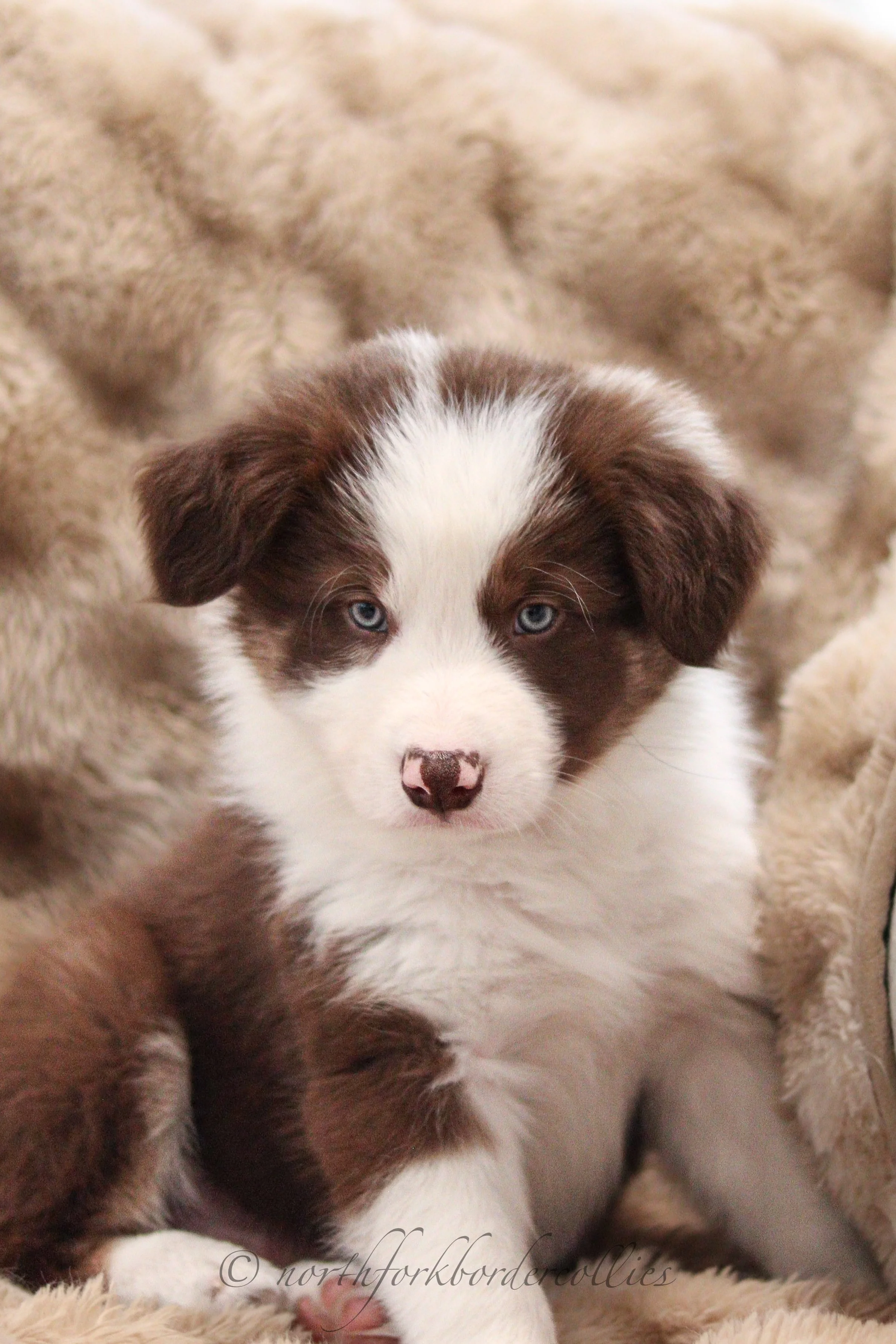 7 weeks old