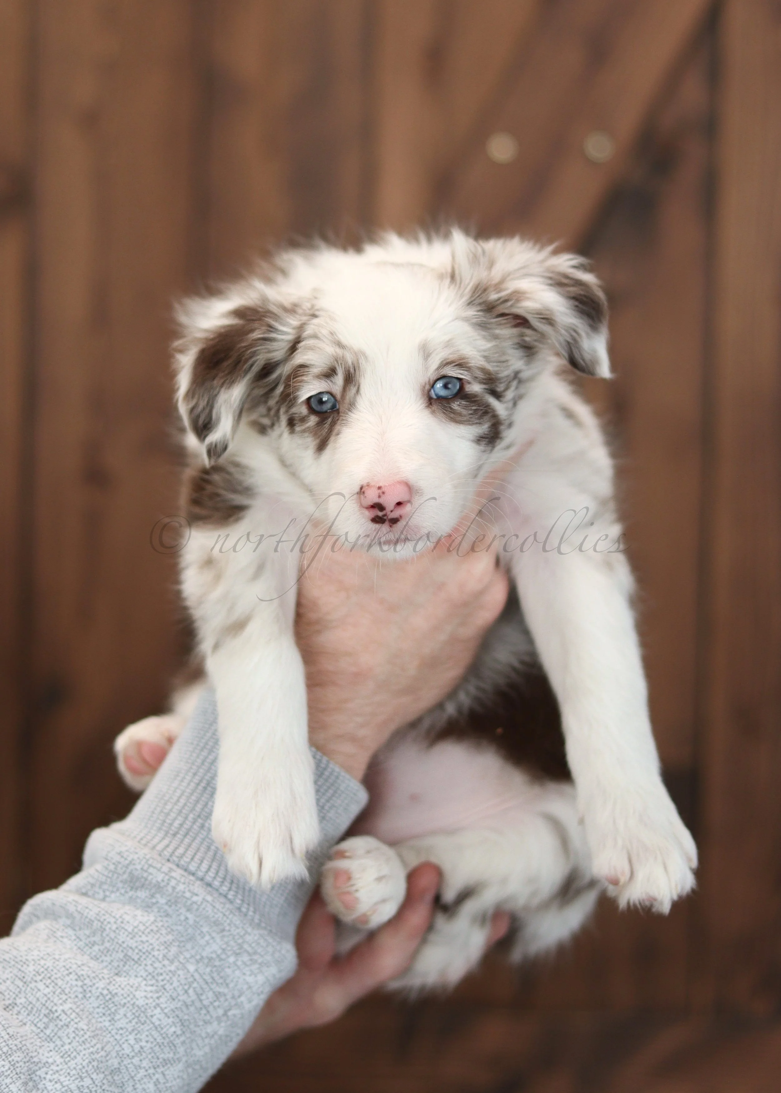 Poppy - red merle female - 7 weeks old