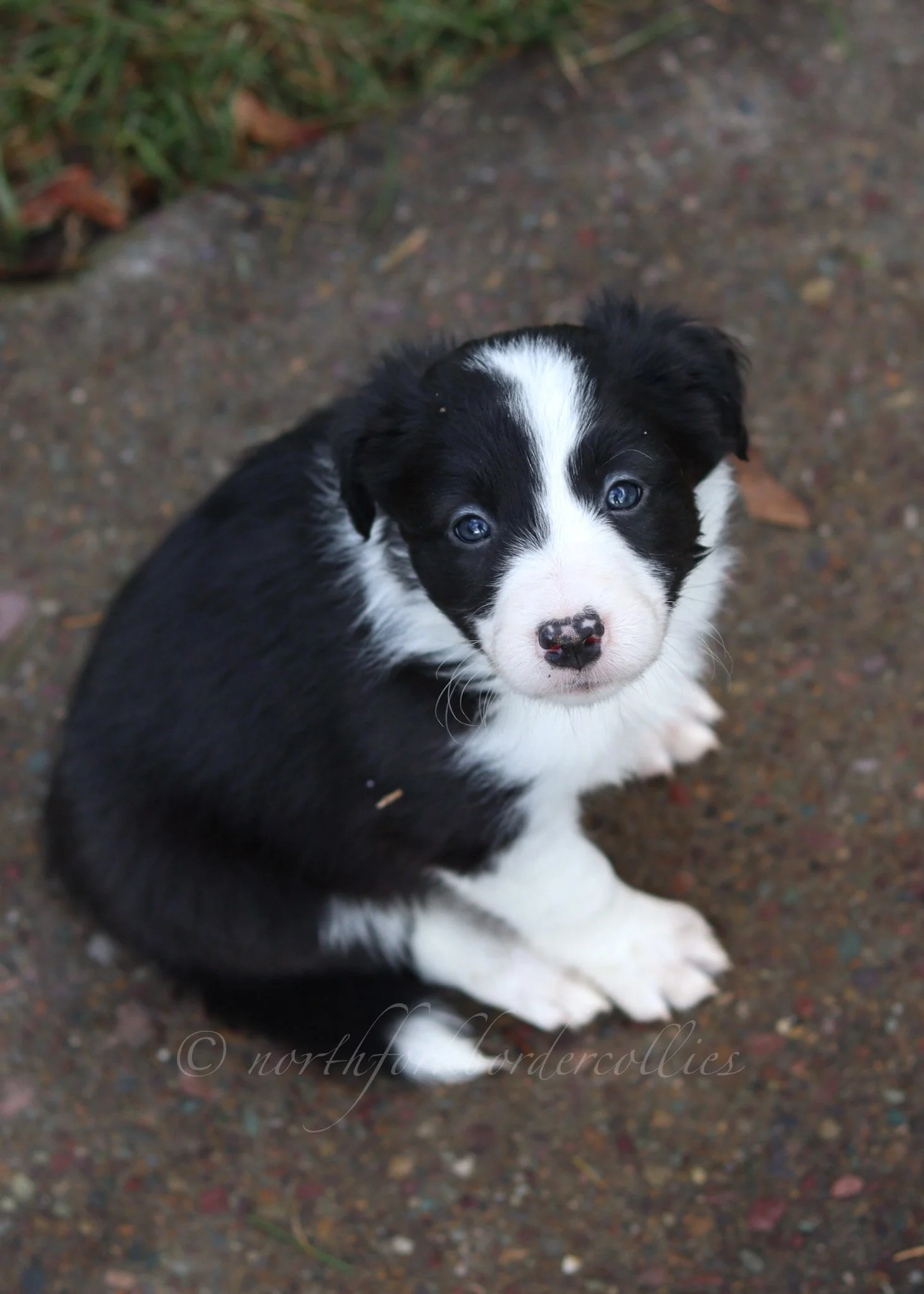 Jinx - black and white female - 6 weeks old