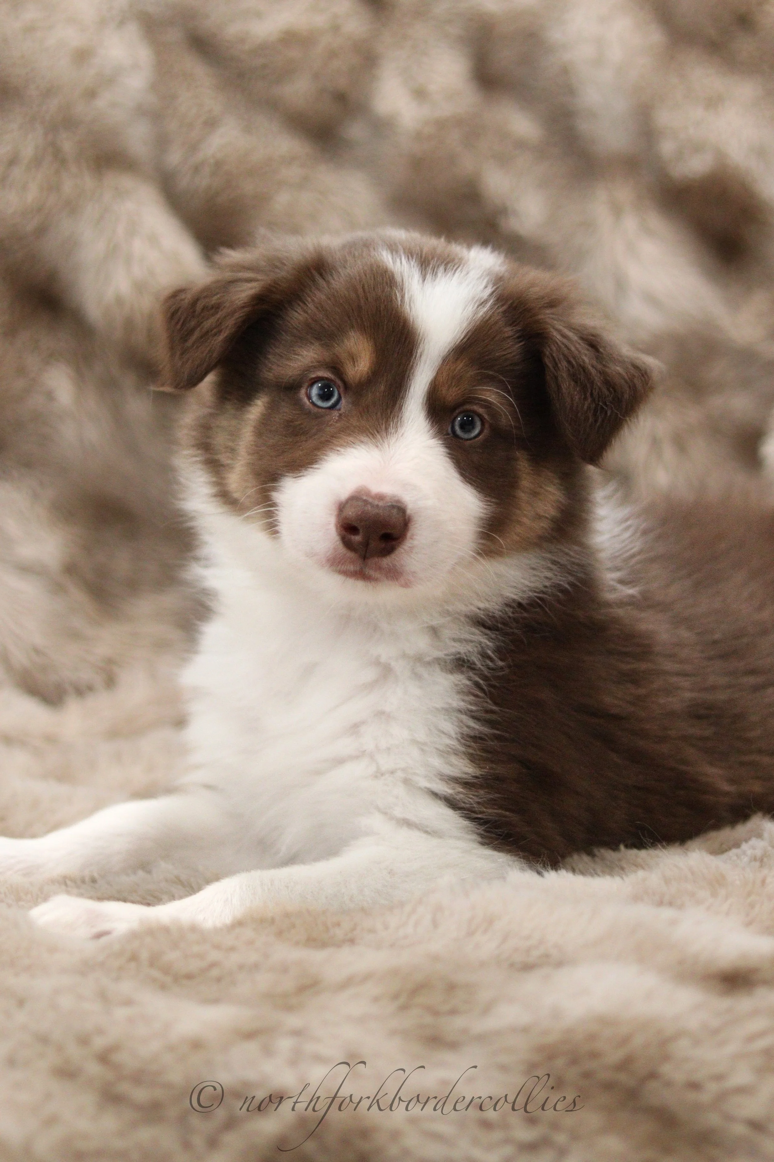 7 weeks old