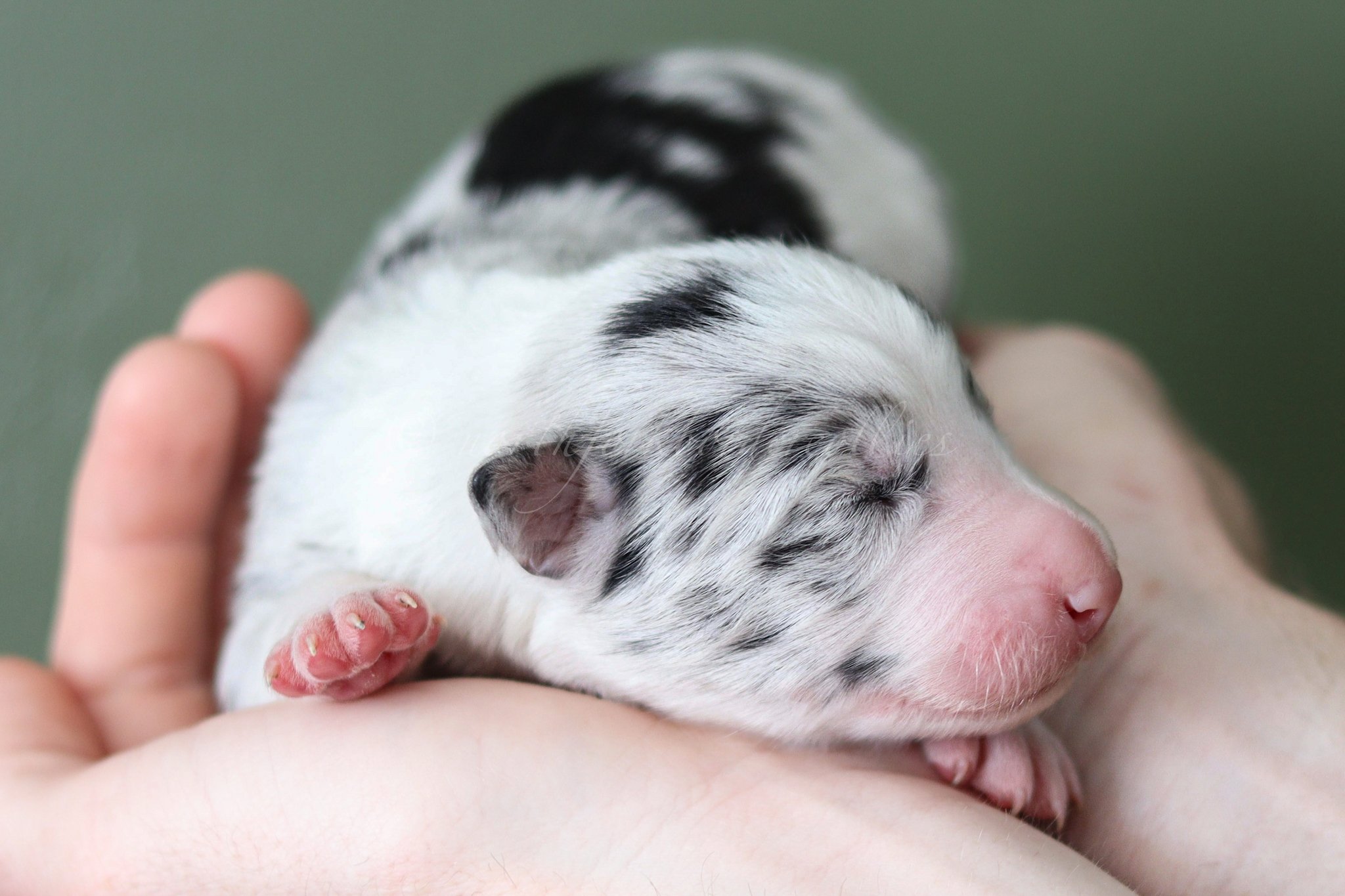 Thresh - blue merle male - 1 week old