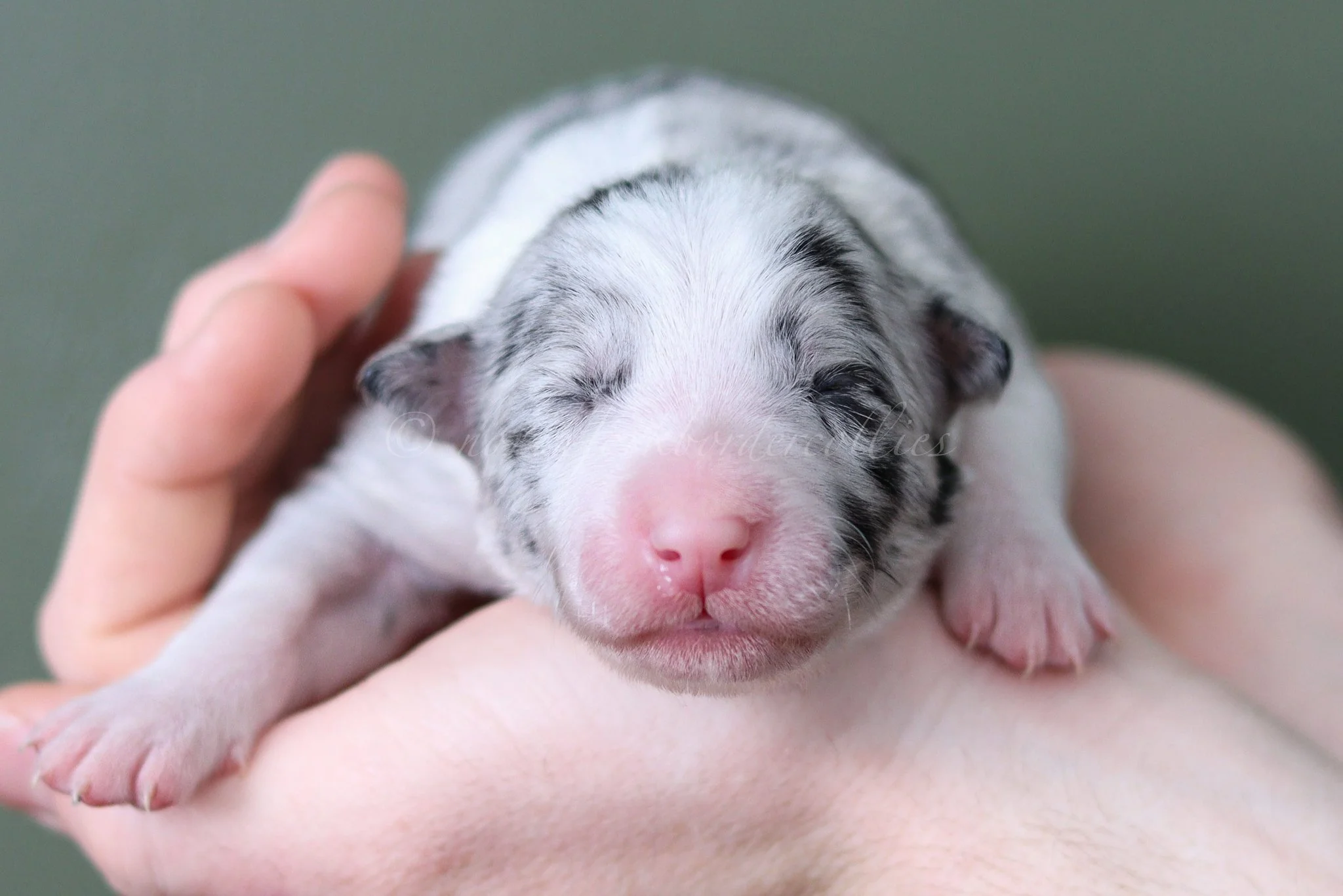 Thresh - blue merle male - 1 week old