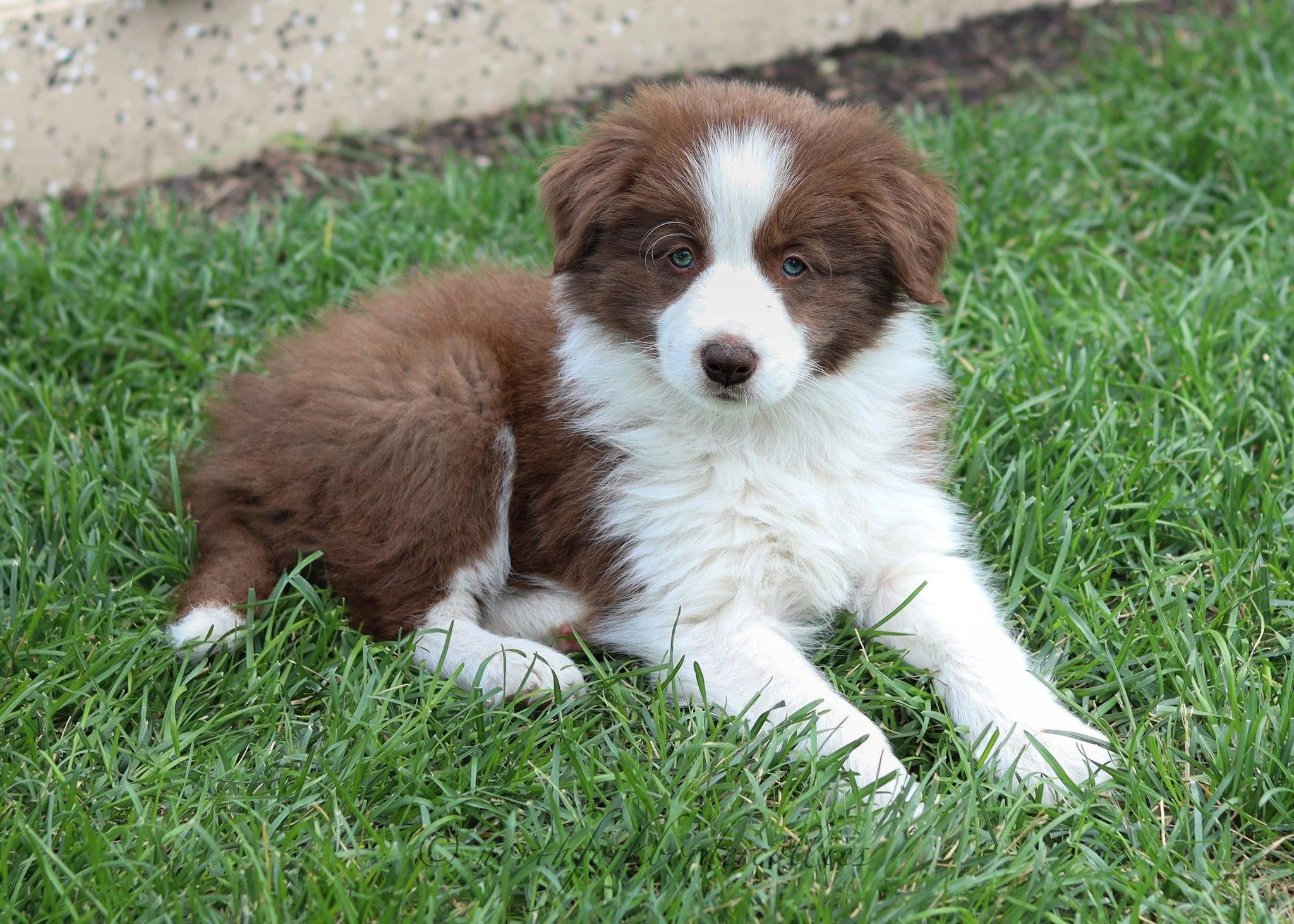 8 weeks old
