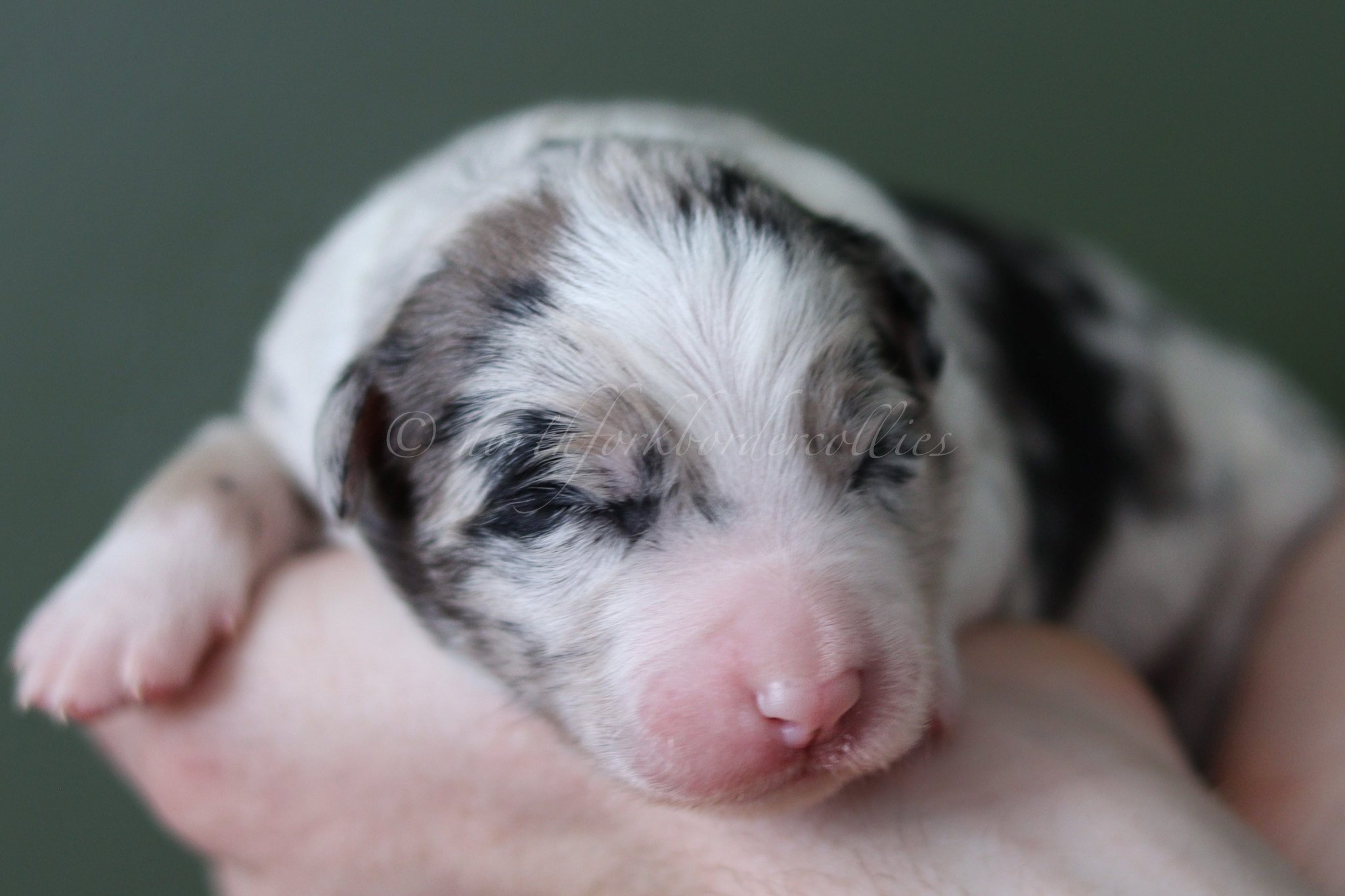 Ornn - blue merle tri male - 1 week old