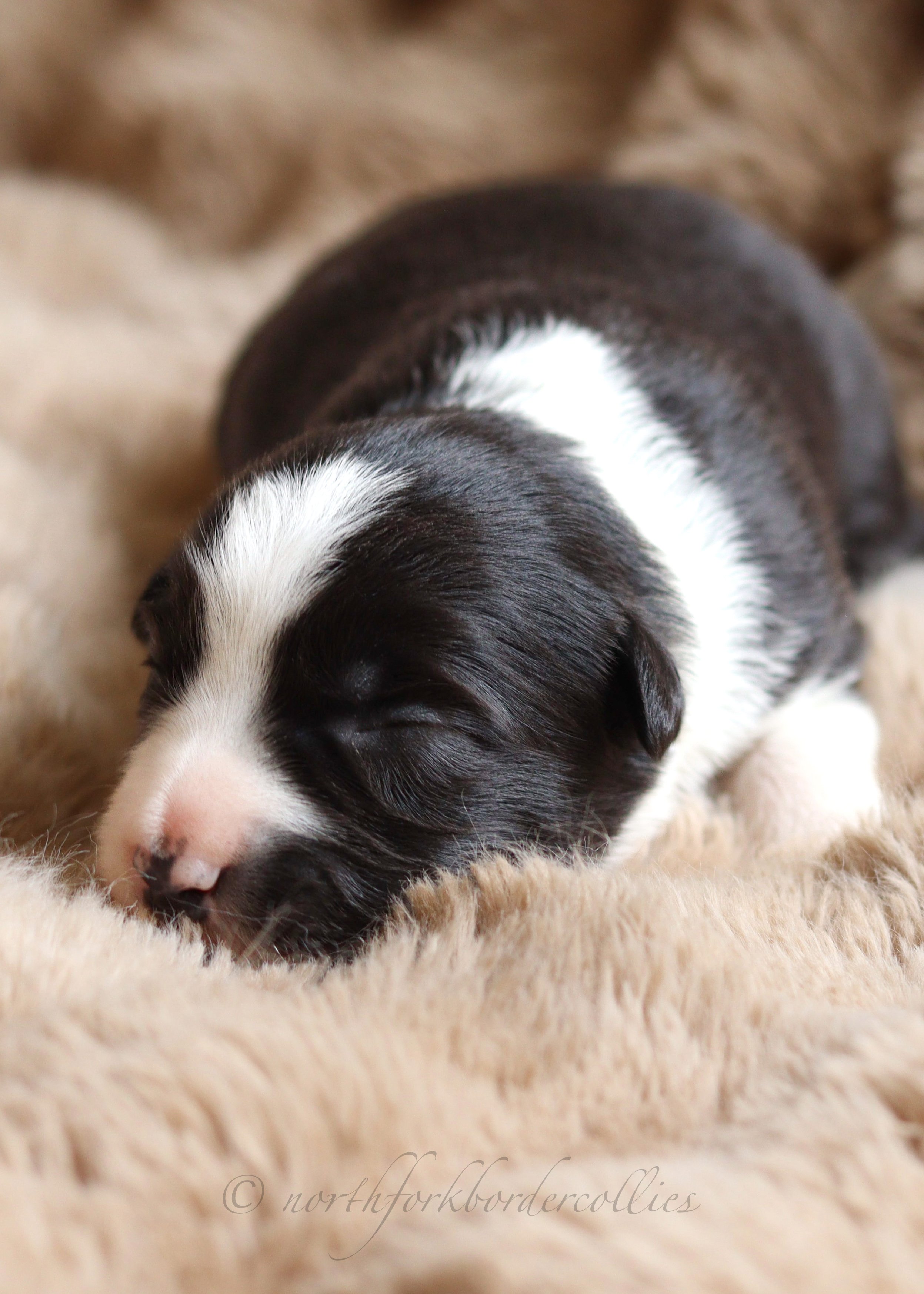 Sith - female - 1 week old