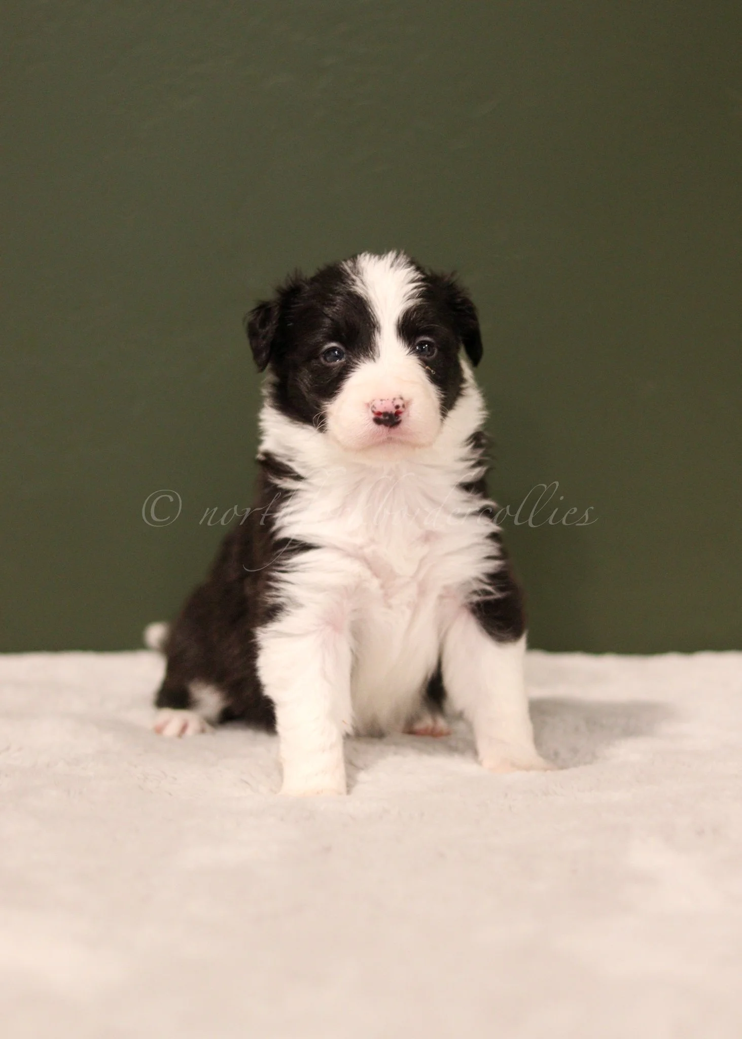 Jinx - black and white female - 4 weeks old