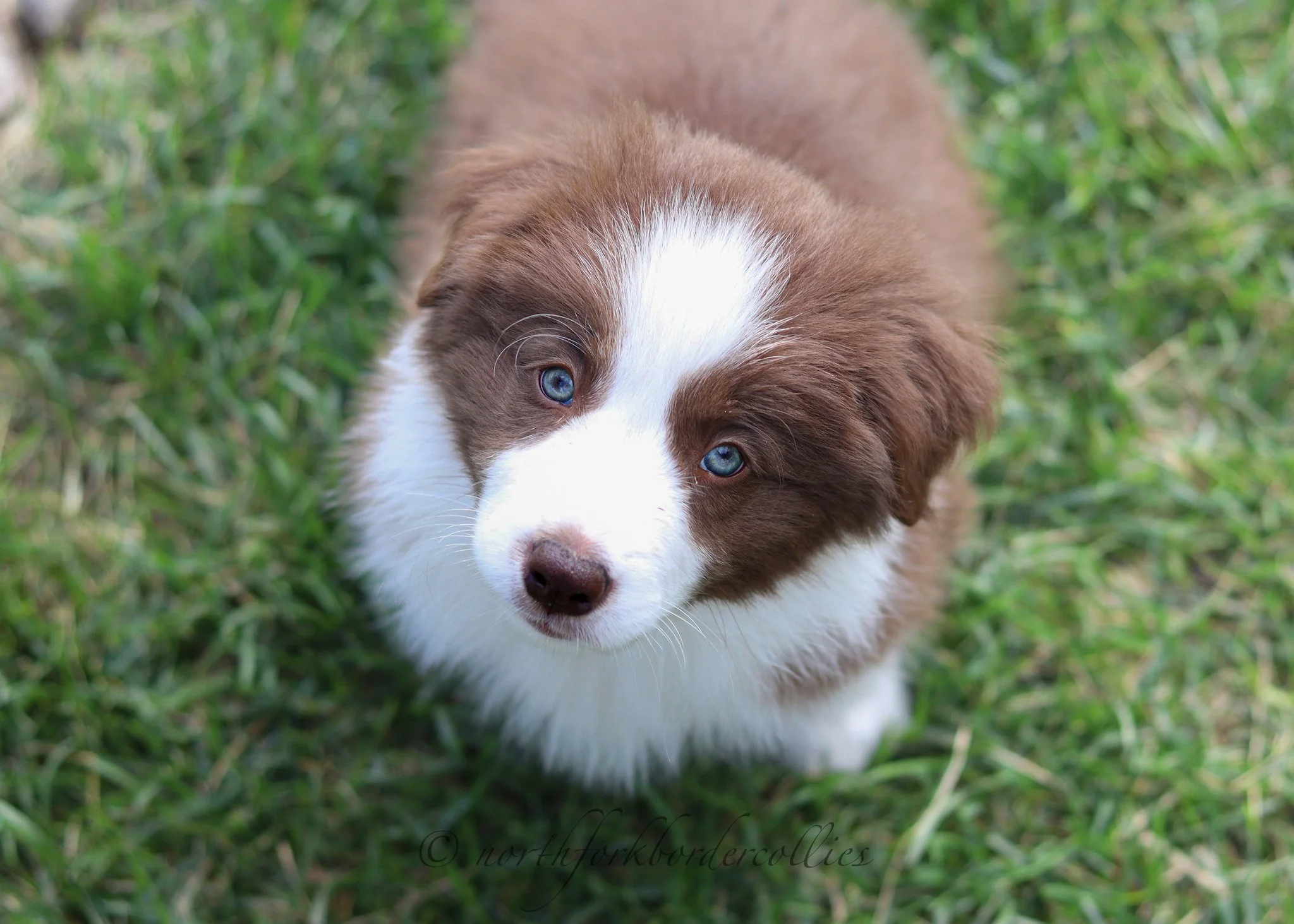 8 weeks old