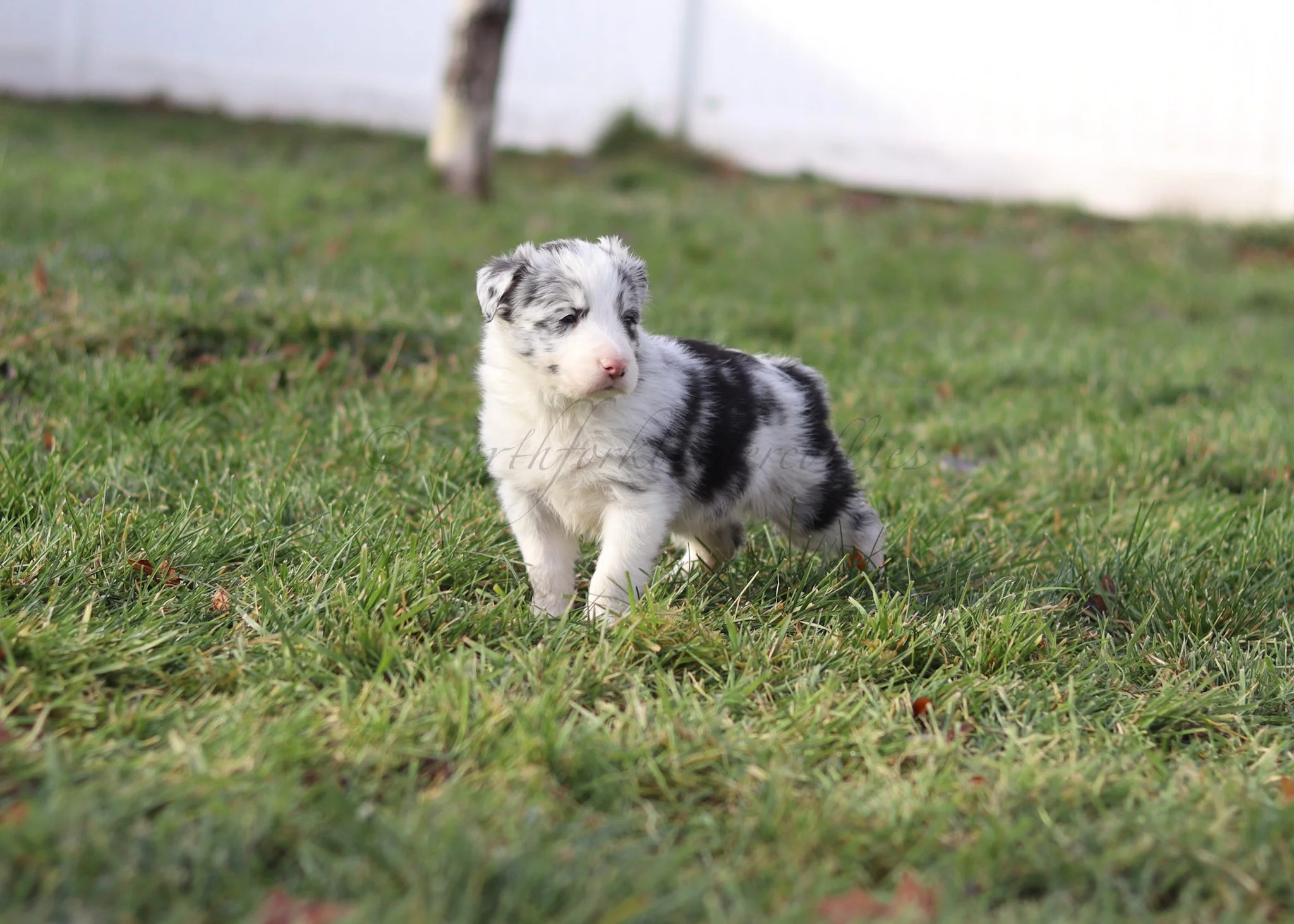 Thresh - blue merle male - 5 weeks old