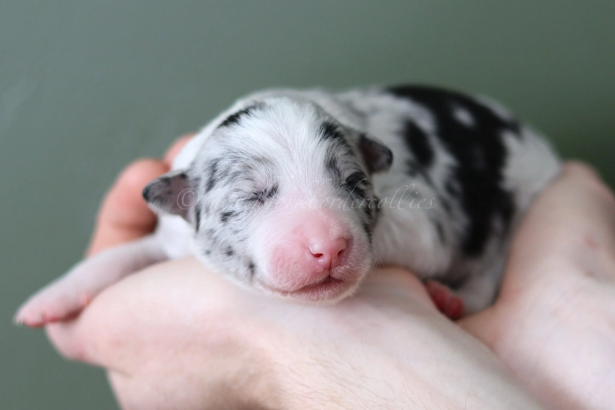 Thresh - blue merle male - 1 week old