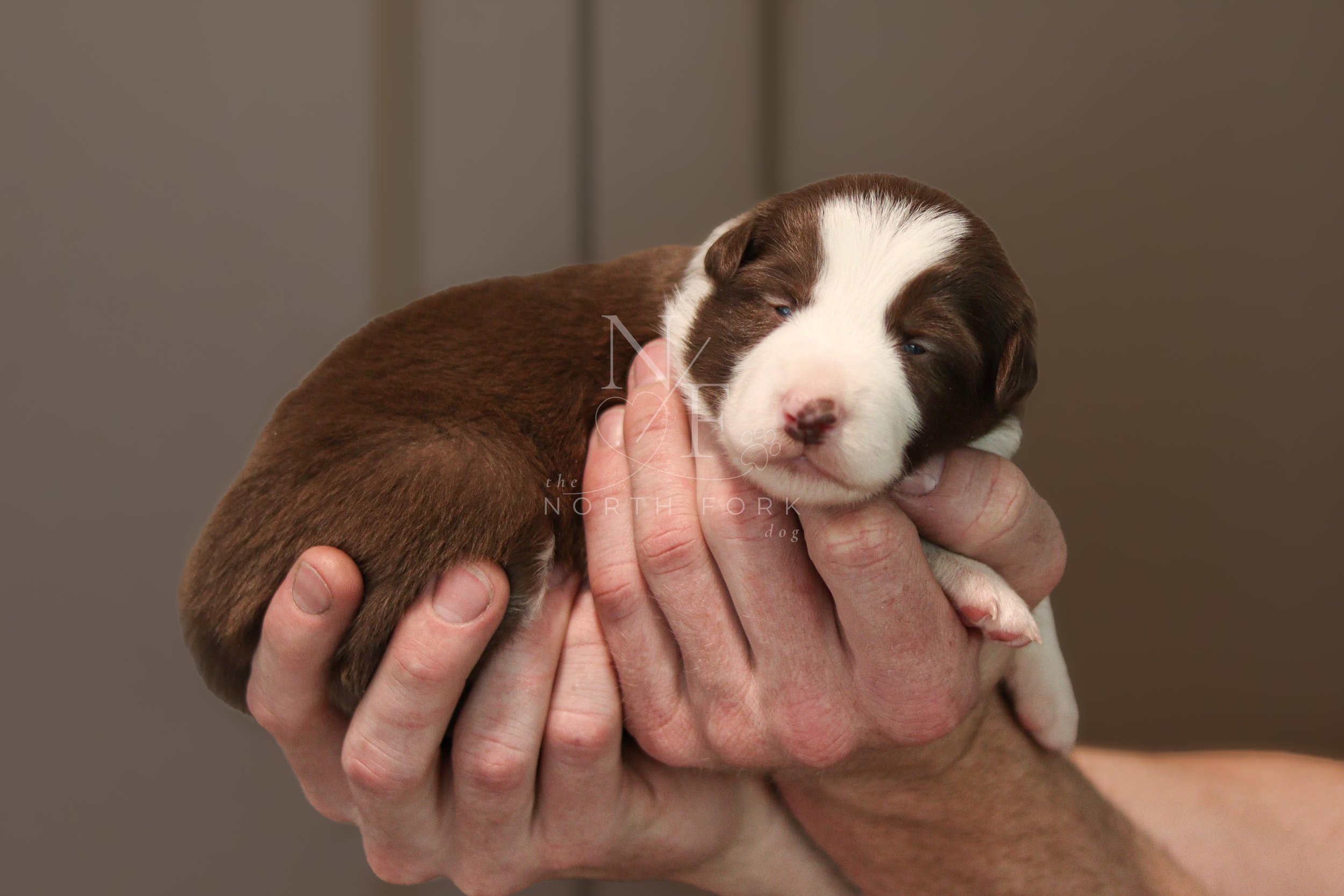 Two weeks old